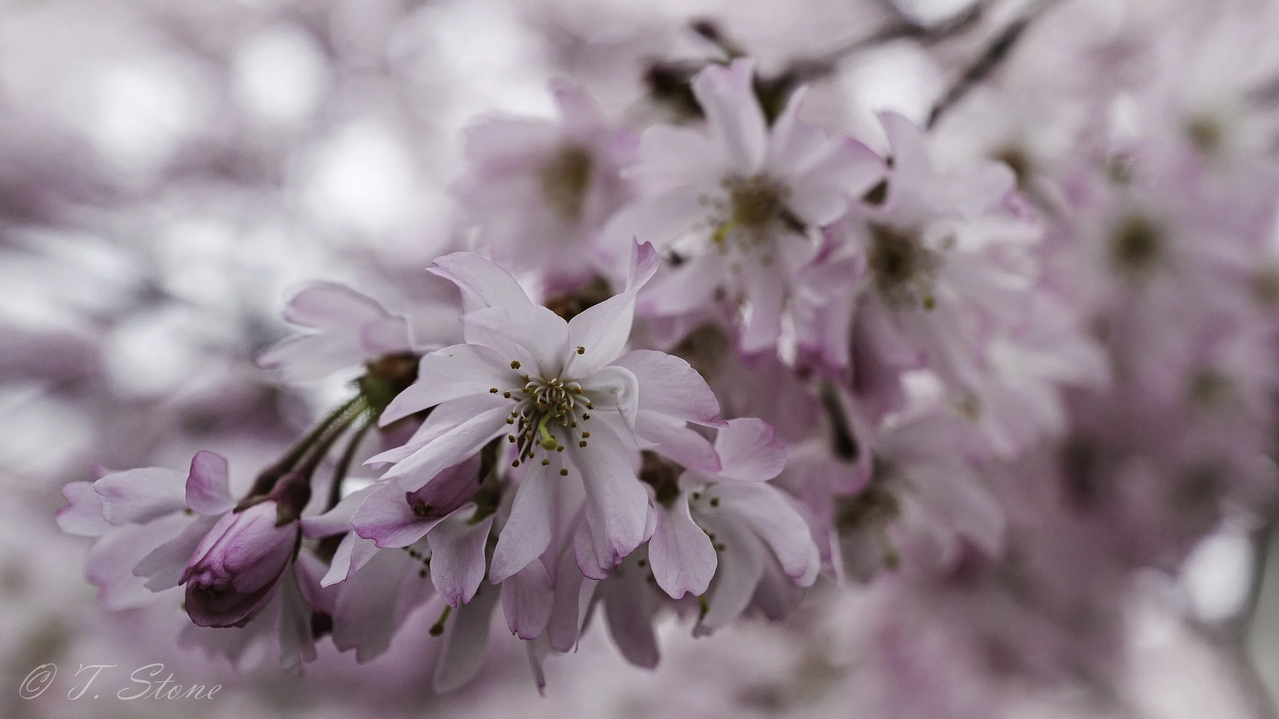 Close-up of pink cherry blossoms on a tree branch with blurred background.