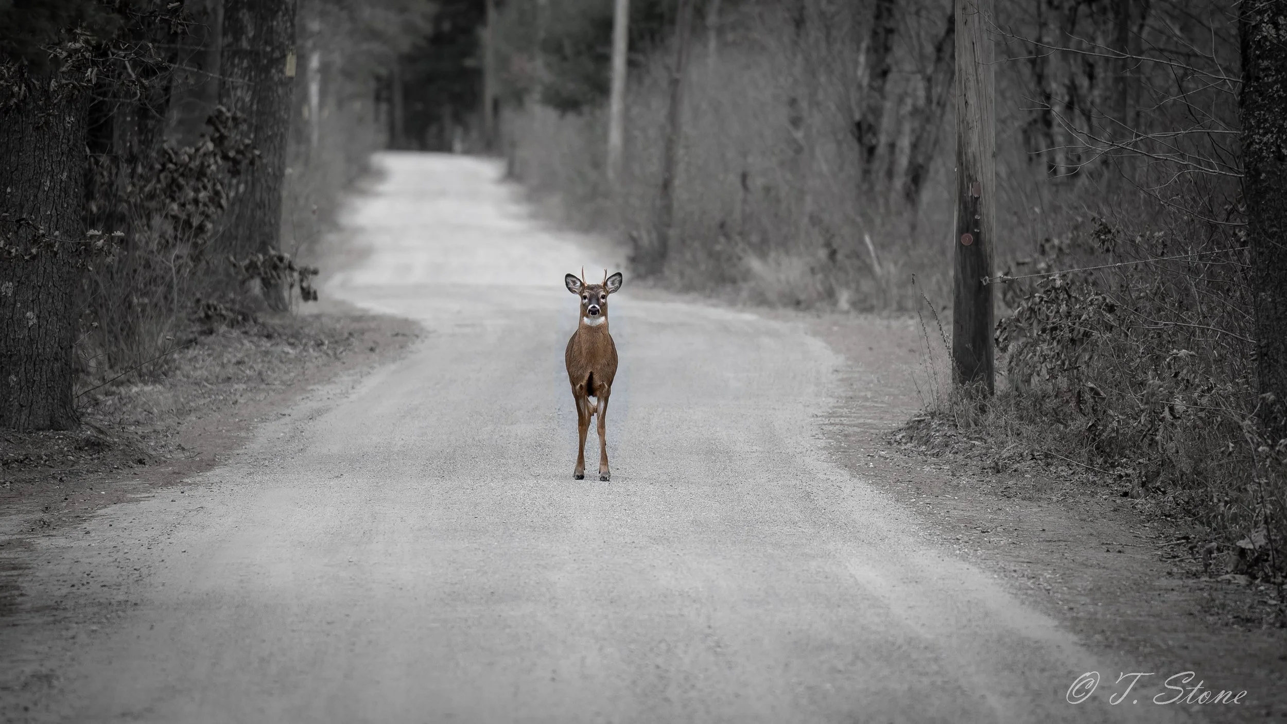 A small deer stands in the middle of a dirt road surrounded by trees and utility poles, with a subdued color palette and a slightly overcast atmosphere.