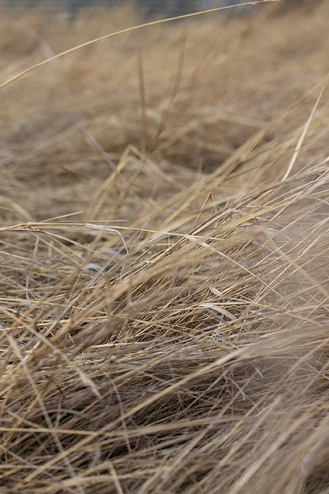 Wheat Close Up