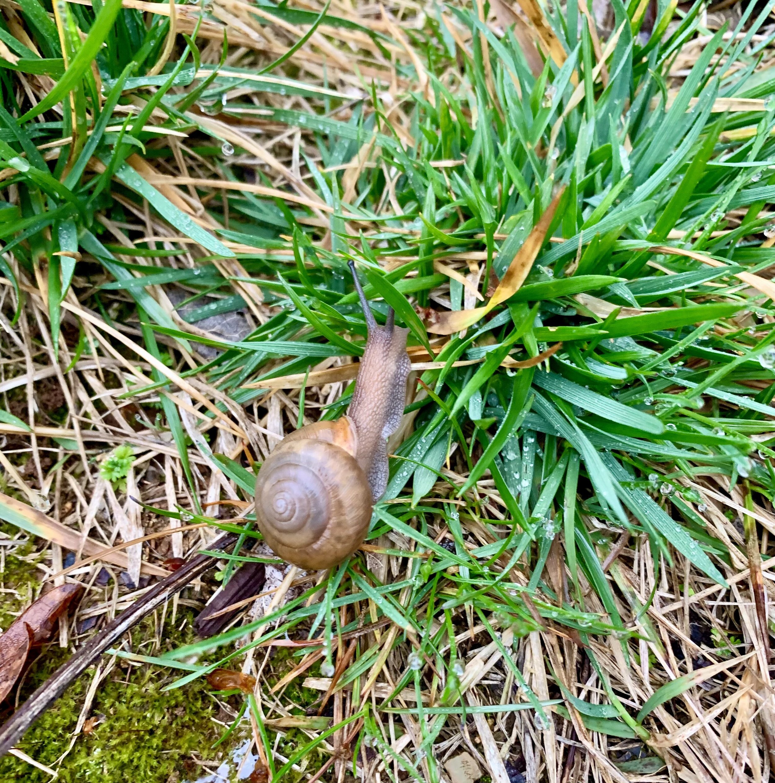 A snail moving slowly on its own path — a reminder that wellness progress looks different for everyone at Wellness with Ri in Maryville, TN.