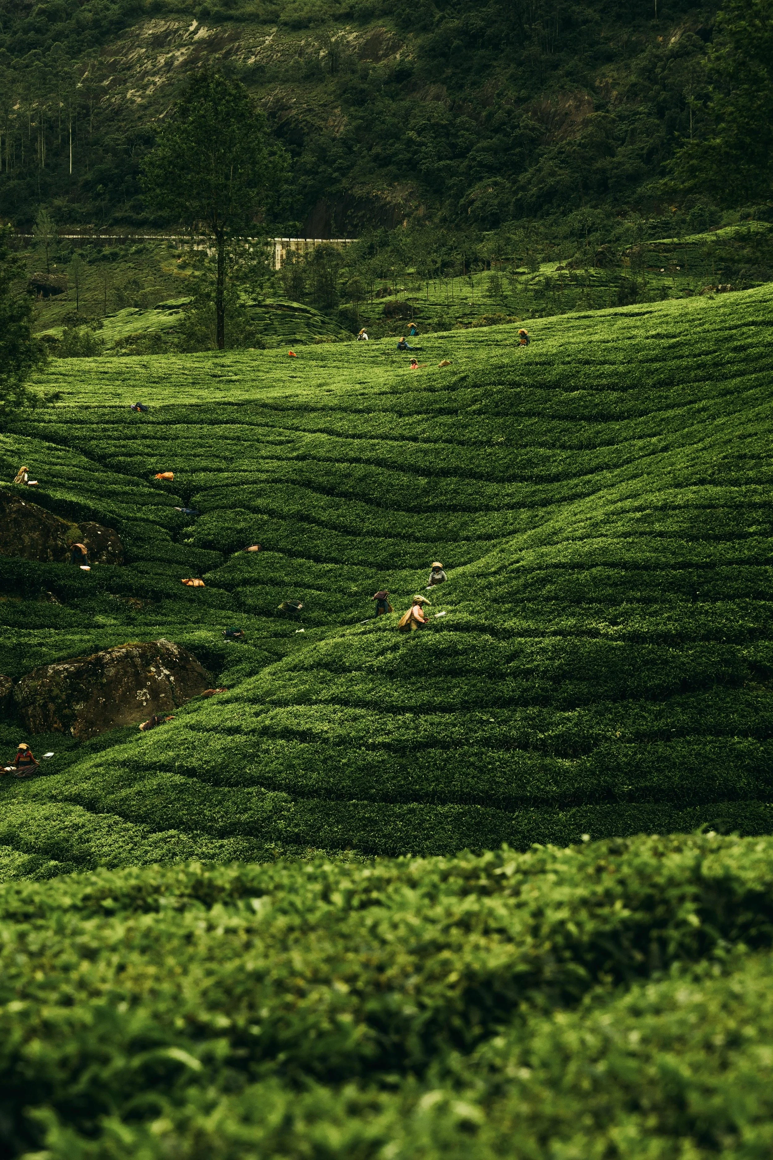 Rows of green tea plants on a hillside with workers harvesting in a lush landscape.