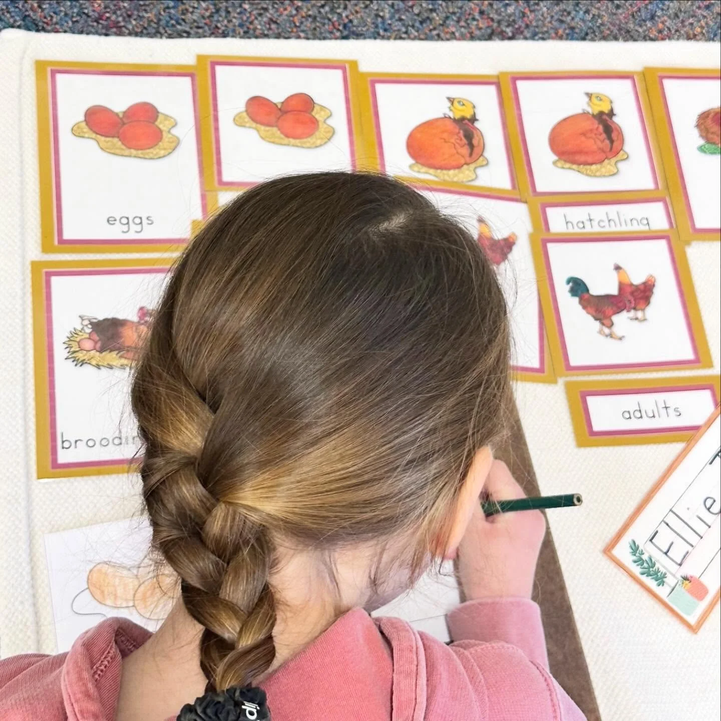 In this Life Cycle work our young learner independently identified, wrote and ordered each part. With thoughtful attention she colored each image bringing the sequence to life while observing the details of every stage. 
It&rsquo;s a beautiful blend 