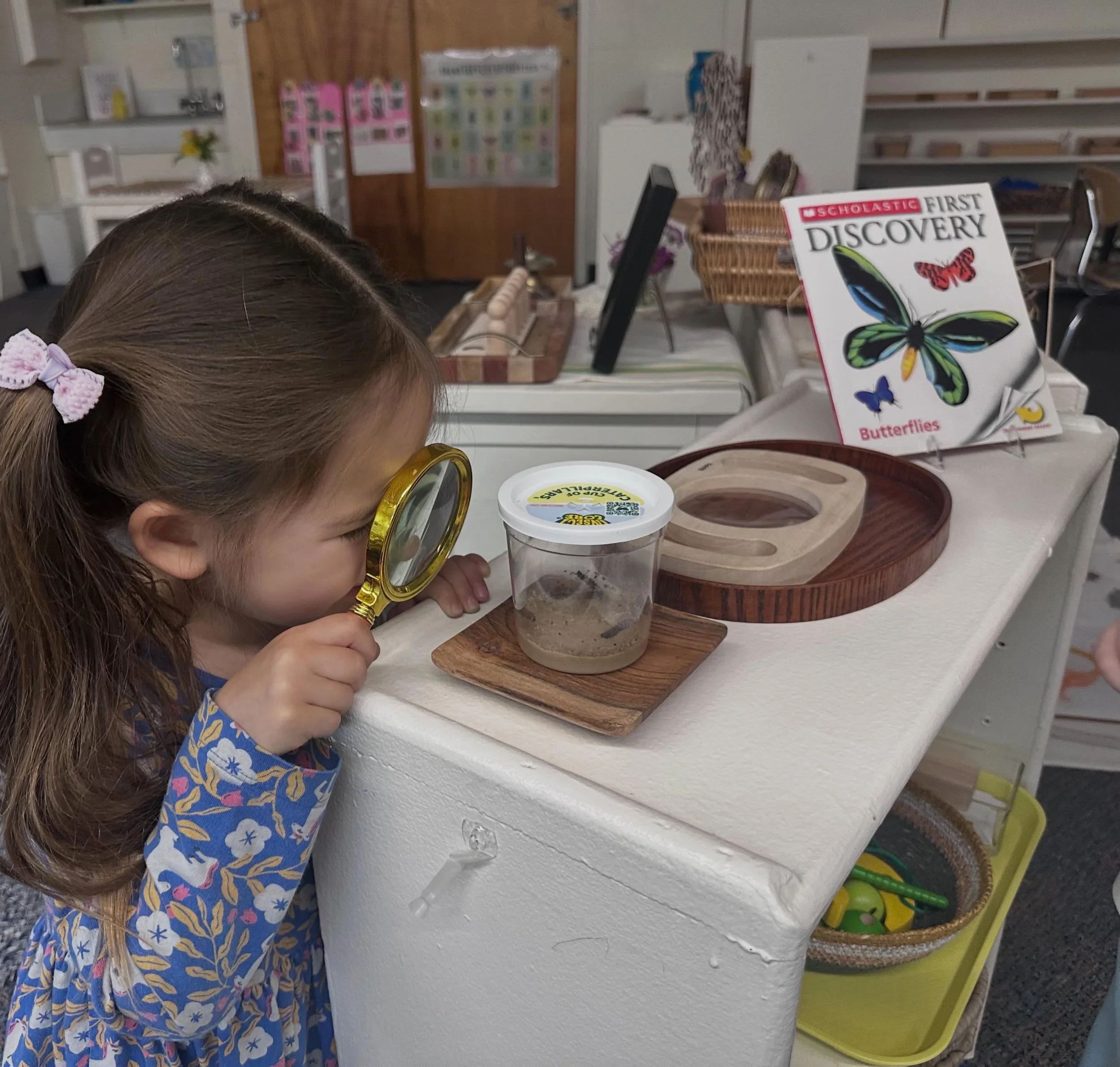 There&rsquo;s nothing quite as magical as watching transformation happen right before our eyes. 🐛🦋 Our classroom caterpillars have given the children a hands-on opportunity to observe the butterfly life cycle from tiny caterpillar, to chrysalis, to