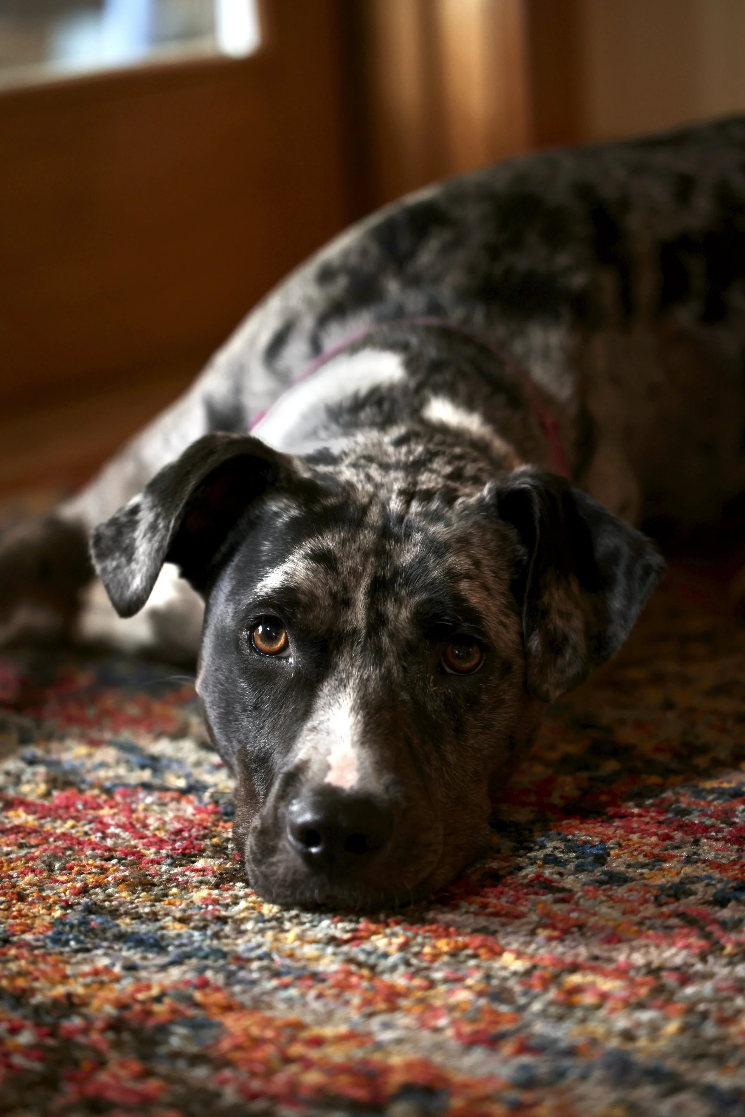 In-Home Overnight Pet Care