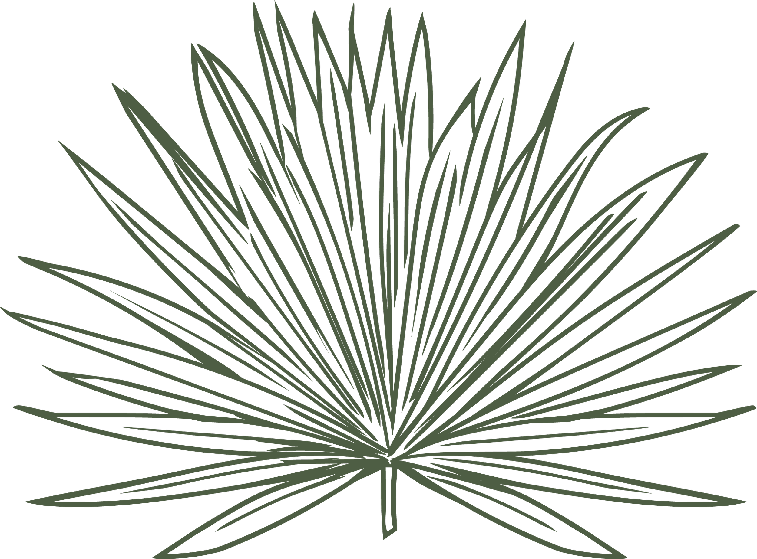 Illustration of a Fan Palm, Spa Jardin's logo icon.
