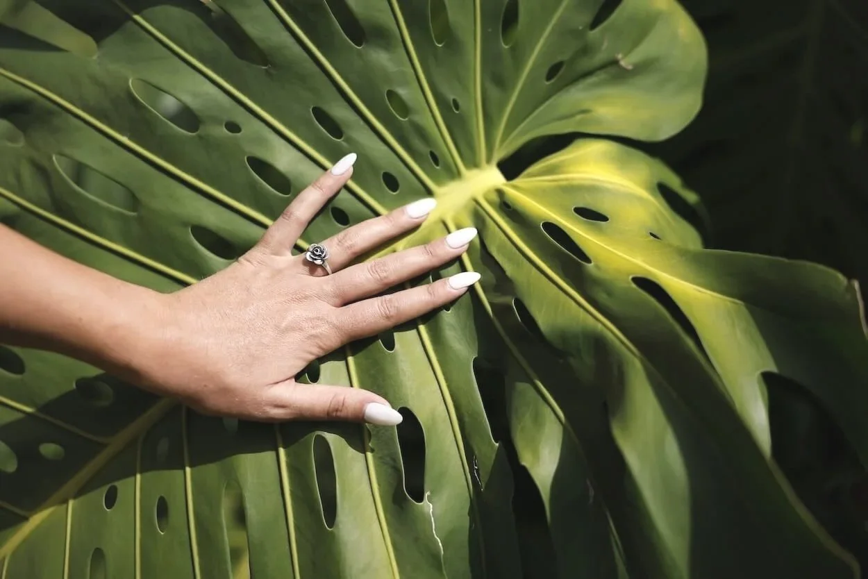 Image of a beautifully manicured hand with white nails touching a monstera plant leaf.