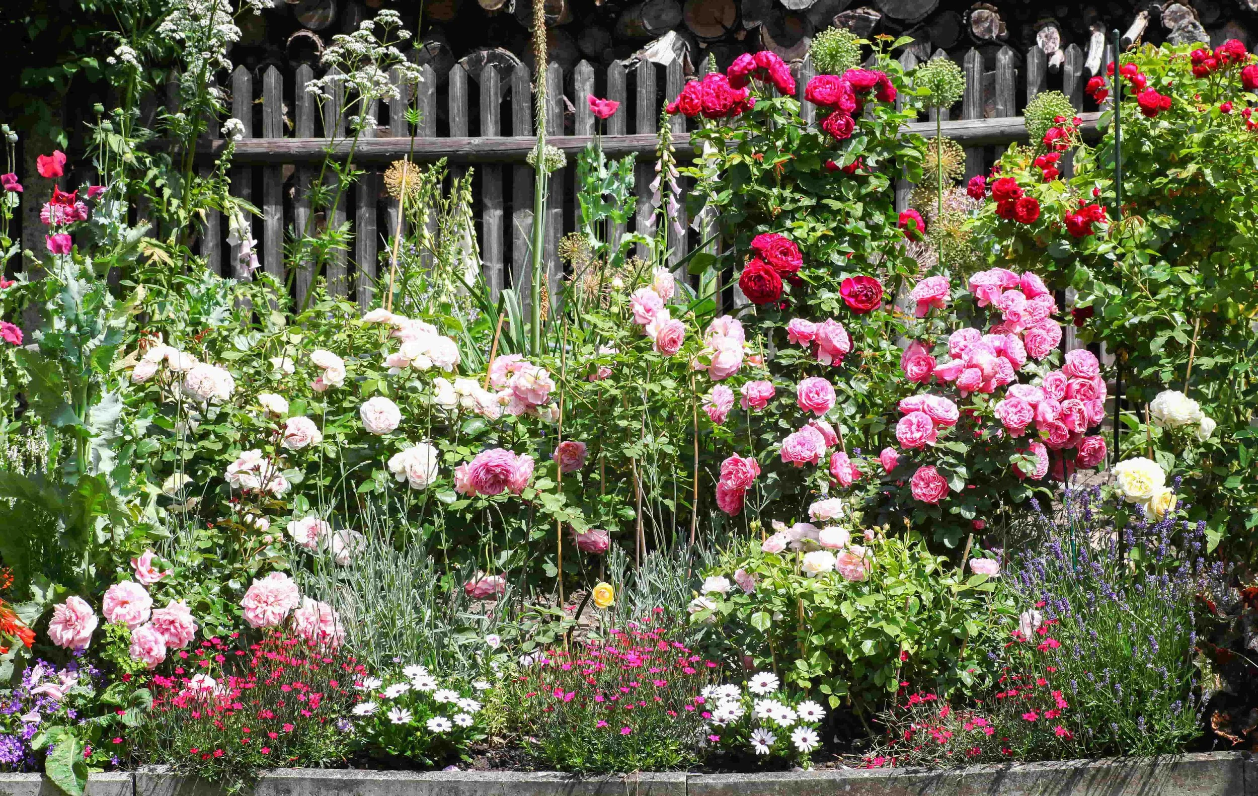 Cottage style garden with rose varieties
