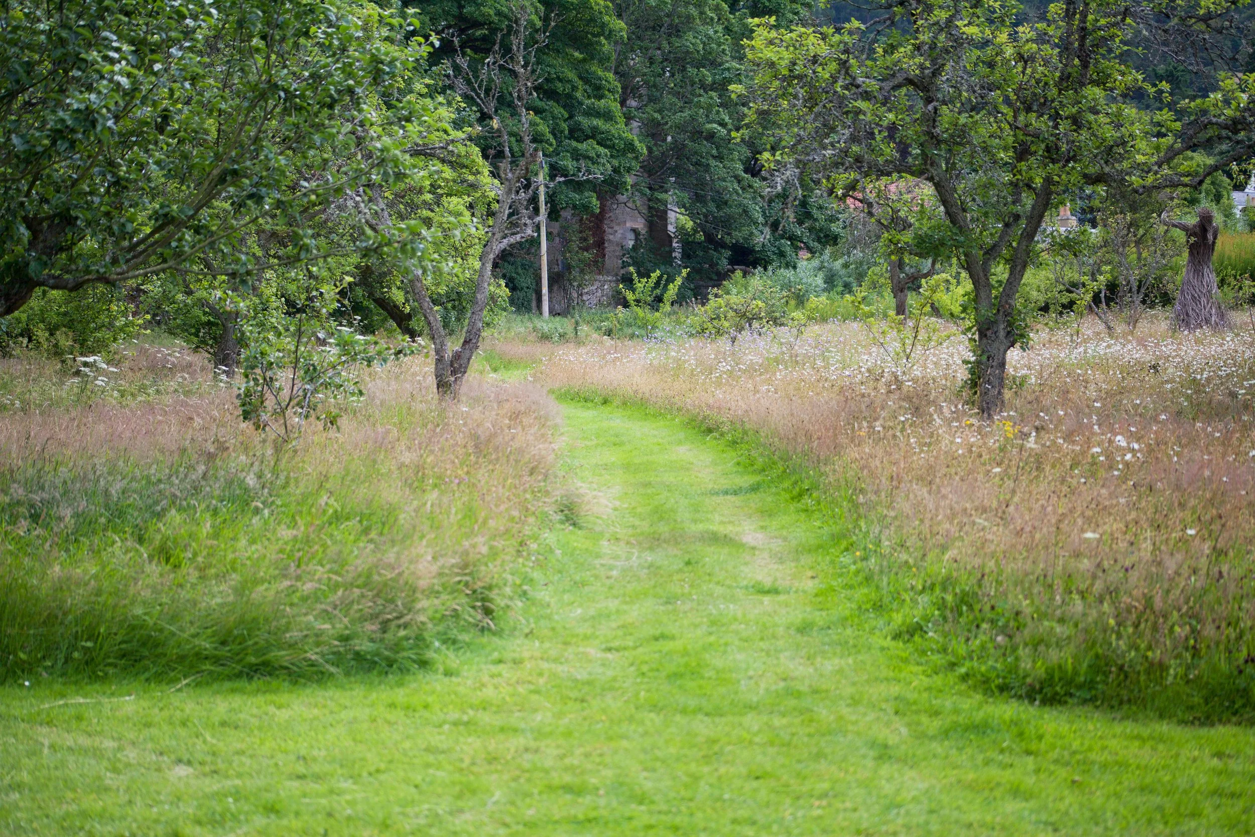 A grassy path winding through a meadow with trees and wildflowers, with a forested background.