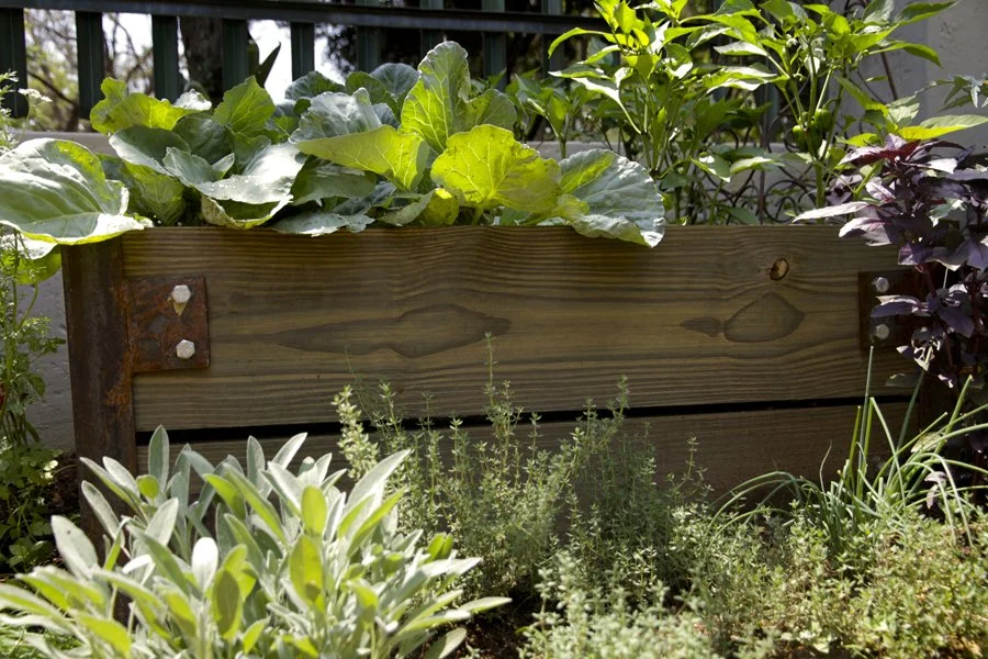Close-up of a wooden garden bed filled with leafy green vegetables and herbs, surrounded by various plants and flowers.