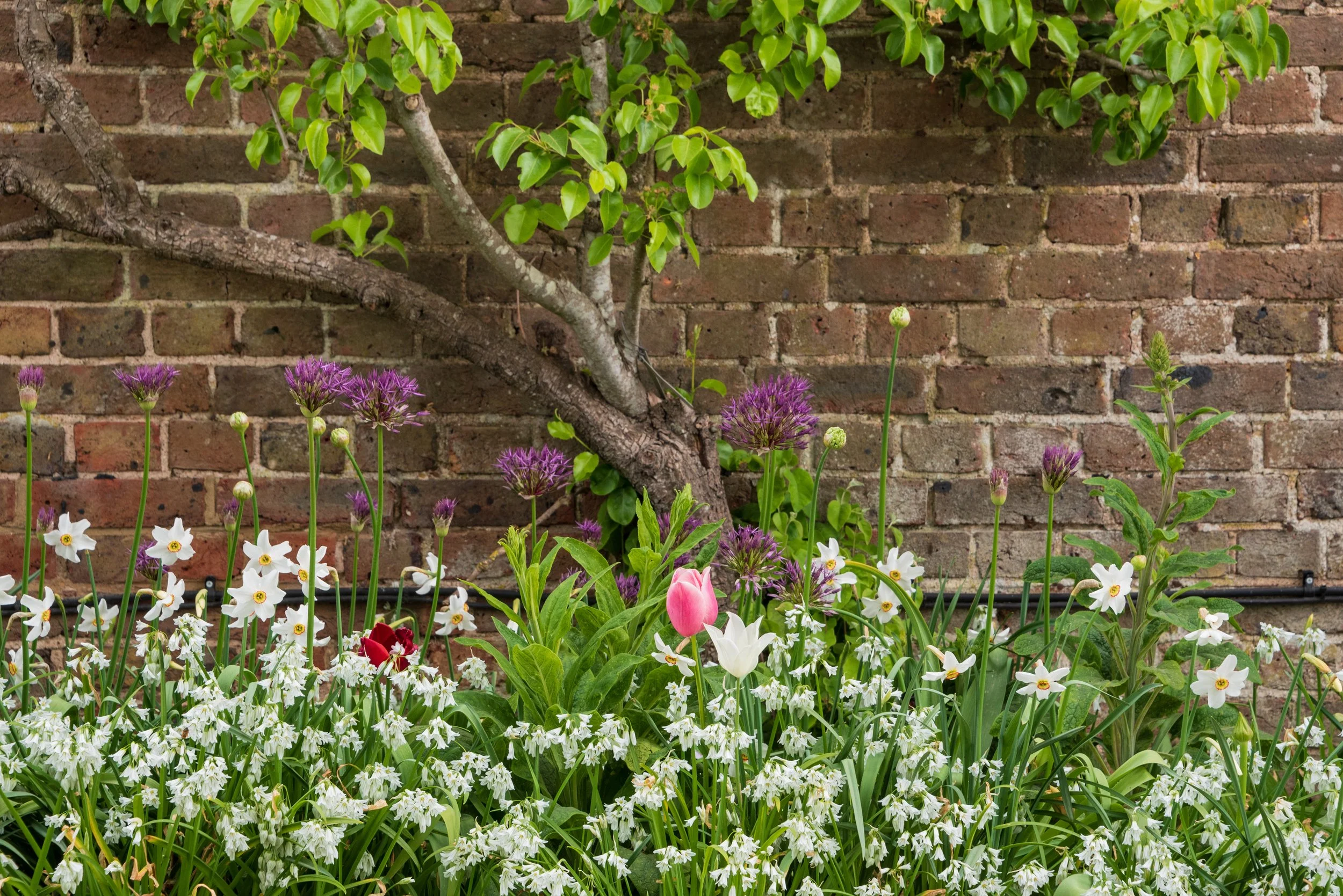 A garden scene with various blooming flowers, including pink tulips, white and purple flowers, set against a brick wall
