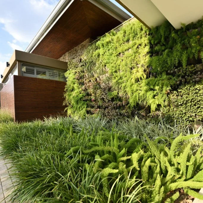 Evergreen green wall with timber cladding and architectural planting