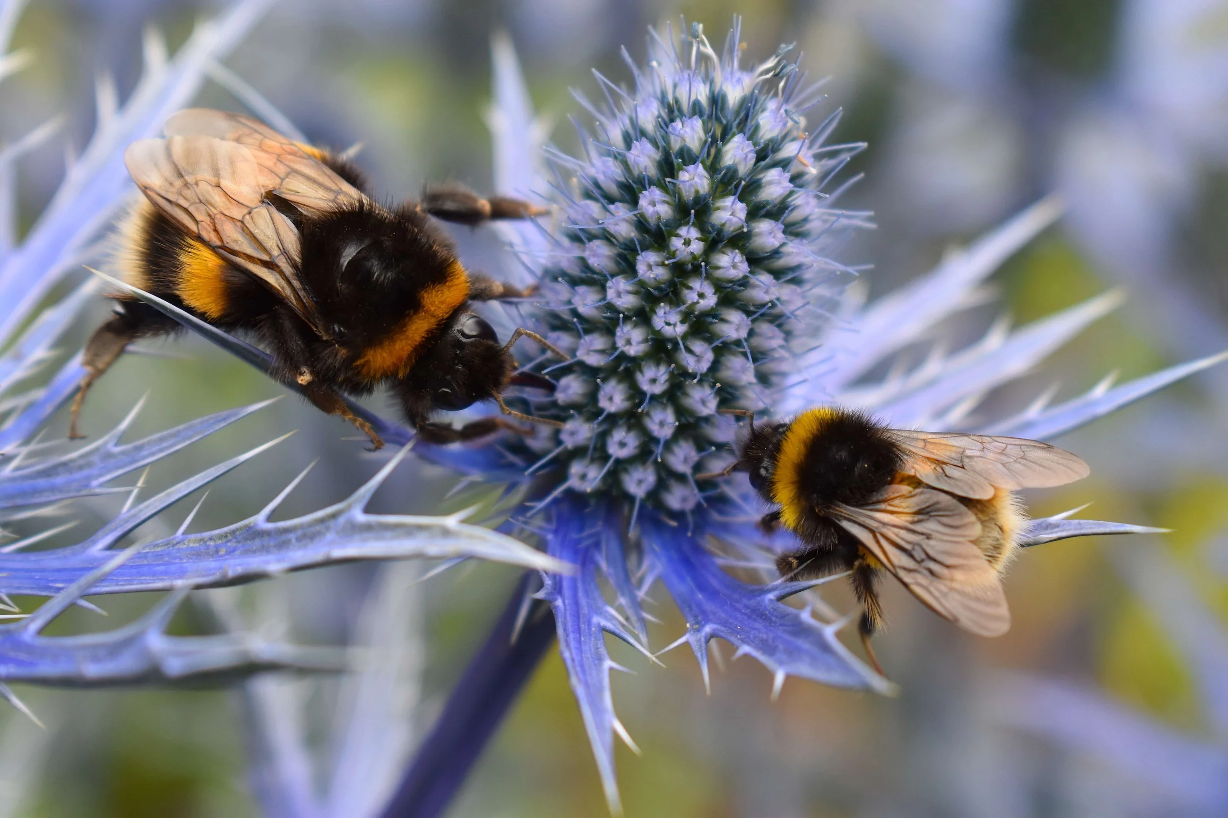 Thistle flower with two bumble bees