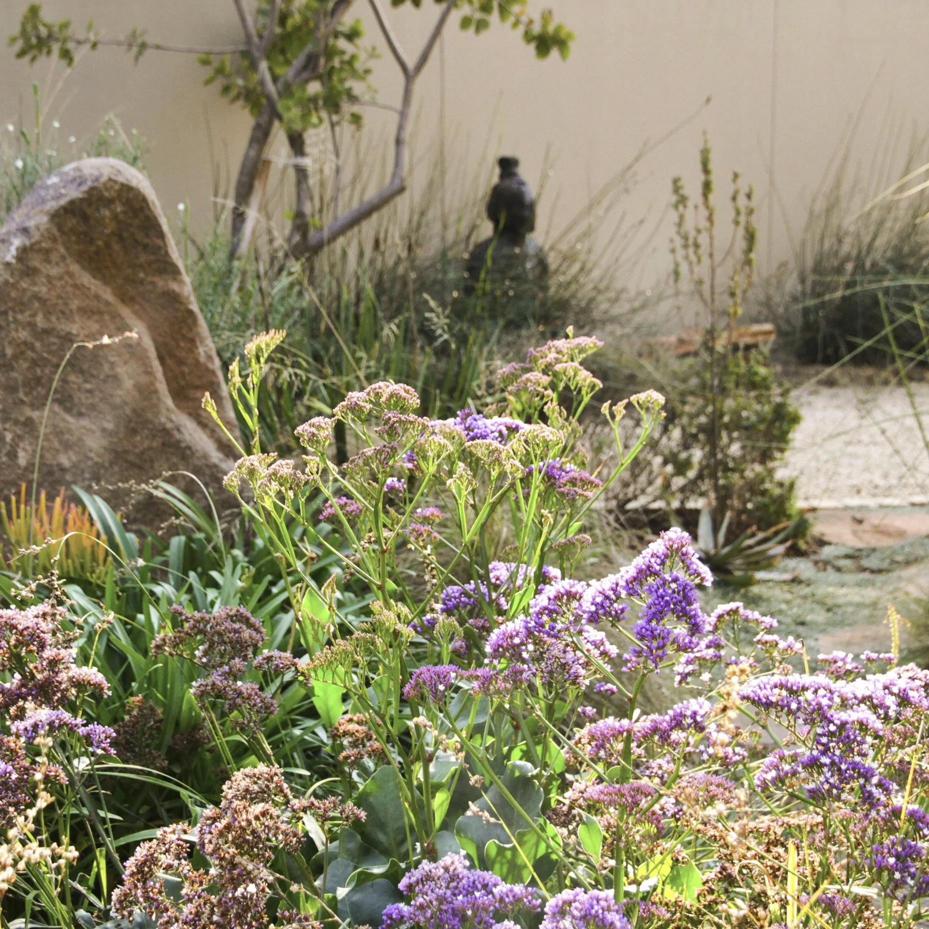 A garden with purple and pink flowering plants, a large rock, and a beige wall in the background.