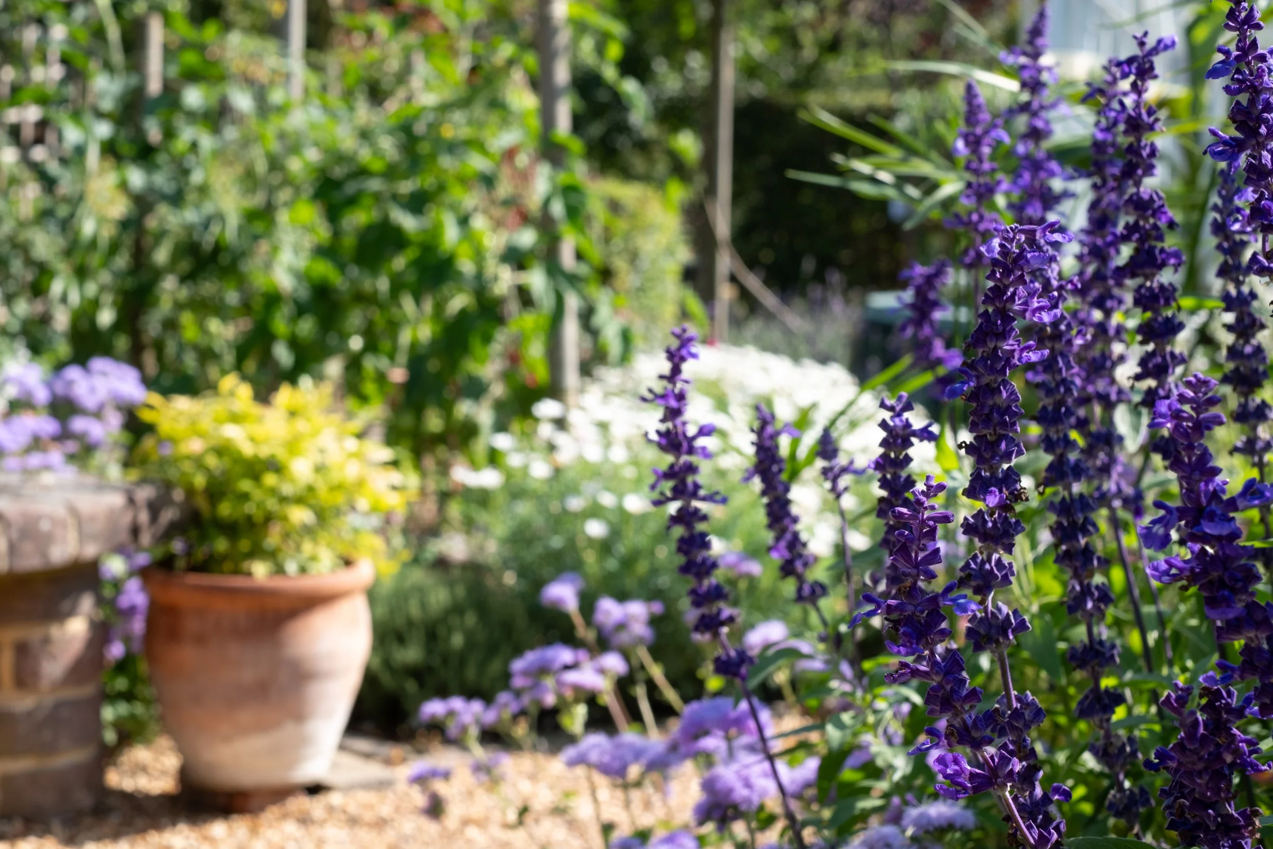 A lush garden scene with purple flowers in the foreground and potted plants with green foliage in the background.