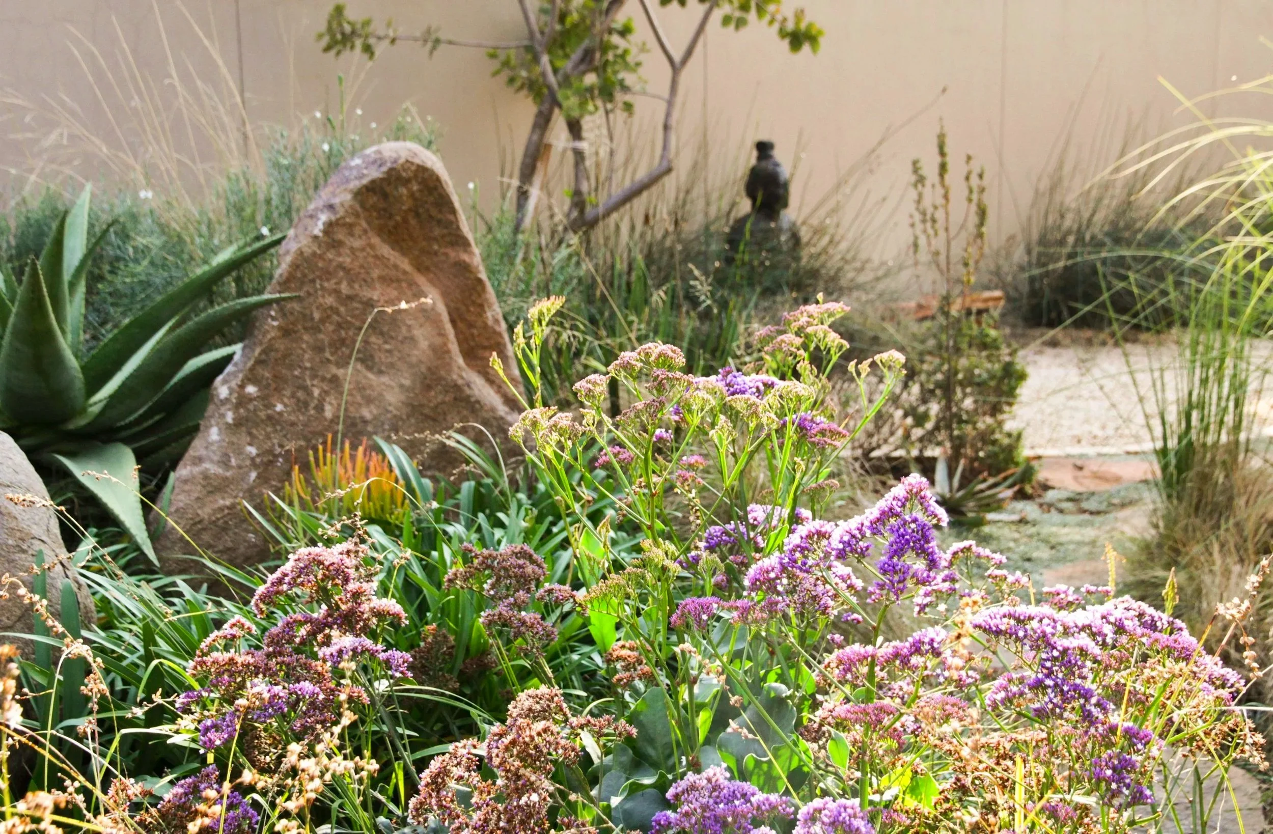 Limonium perezzi with a boulder and statue in a garden