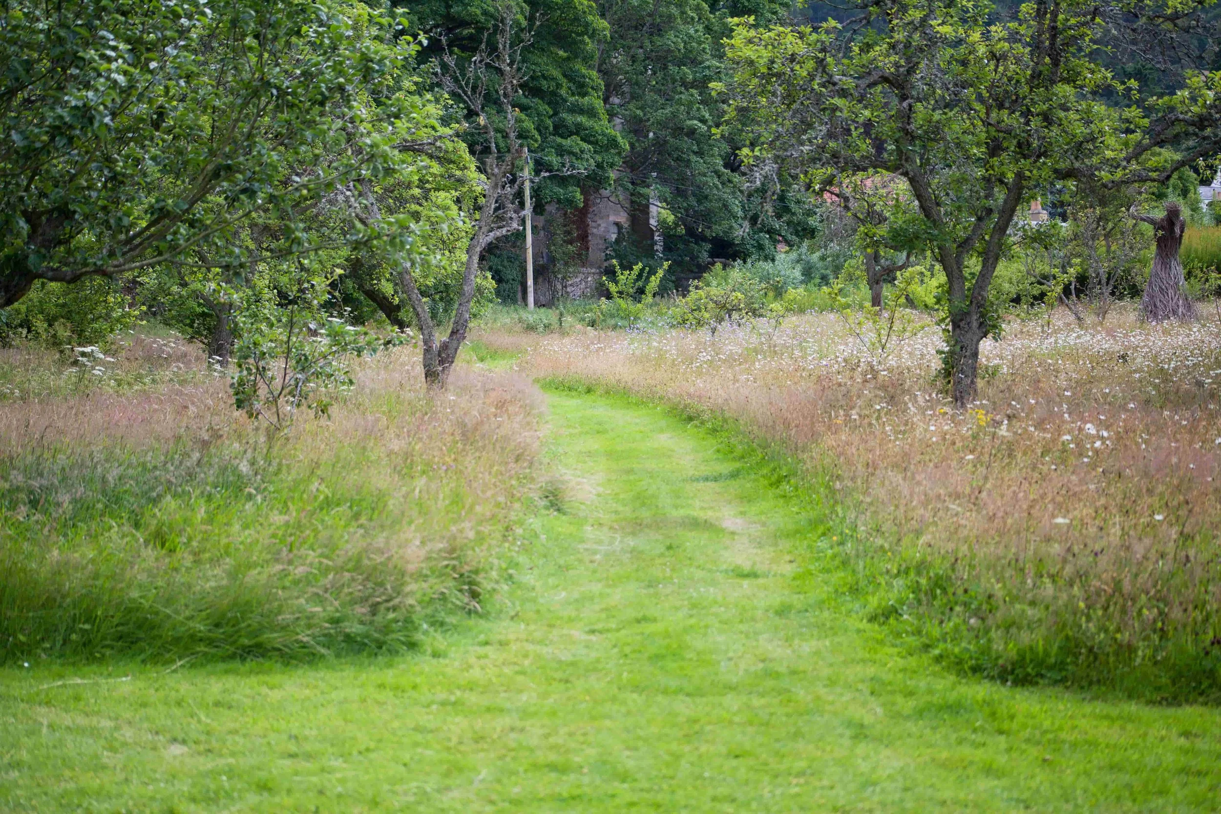 Large Surrey garden with fruit orchards meadows and mown lawn pathway