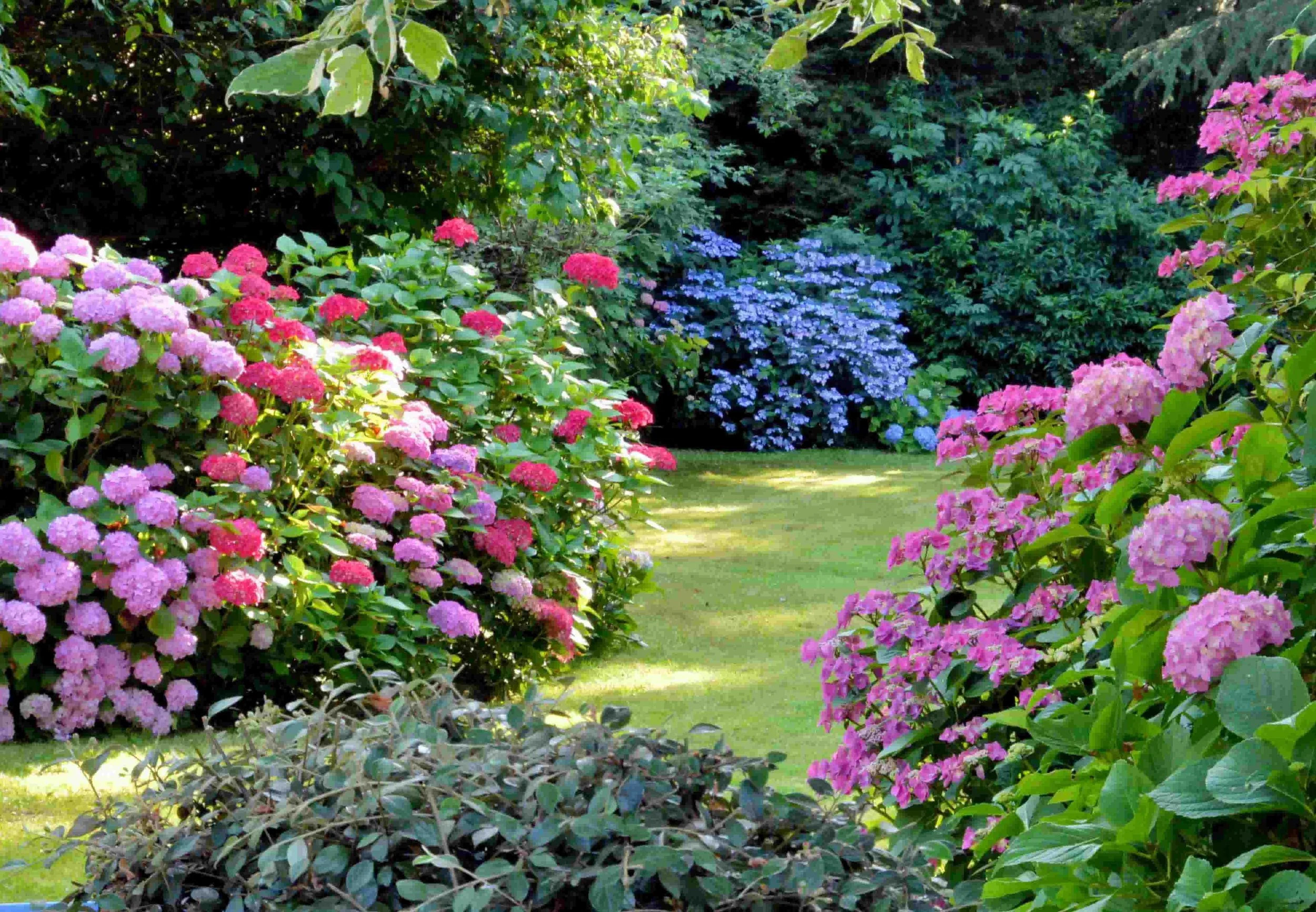 Colourful hydrangeas in an informal garden