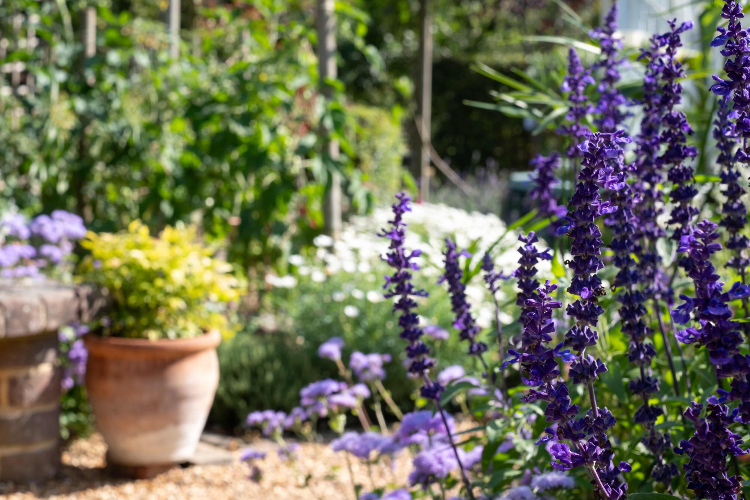 Country Surrey garden with Salvia and terracotta pot and garden planting