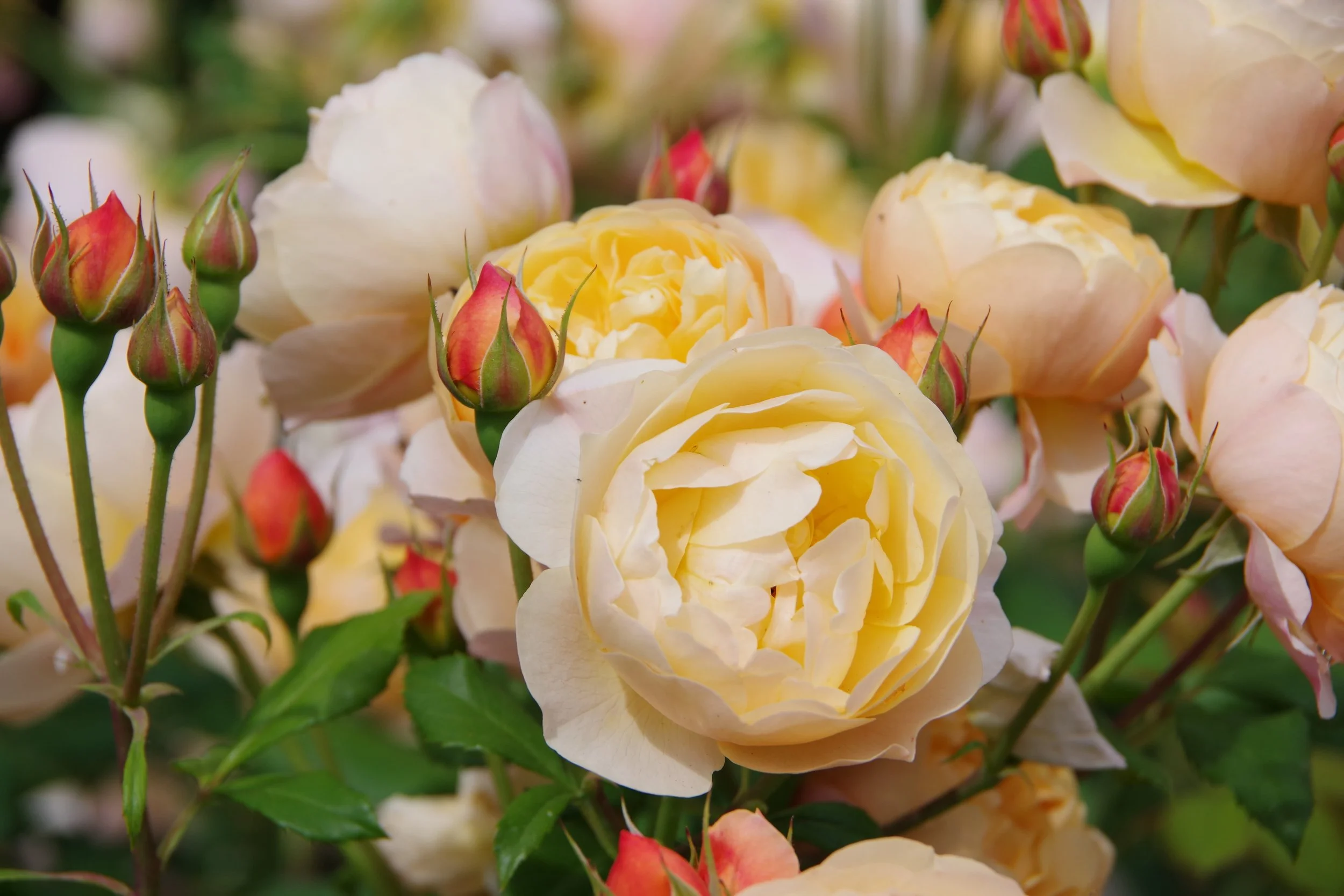 Apricot coloured miniature roses in a London garden