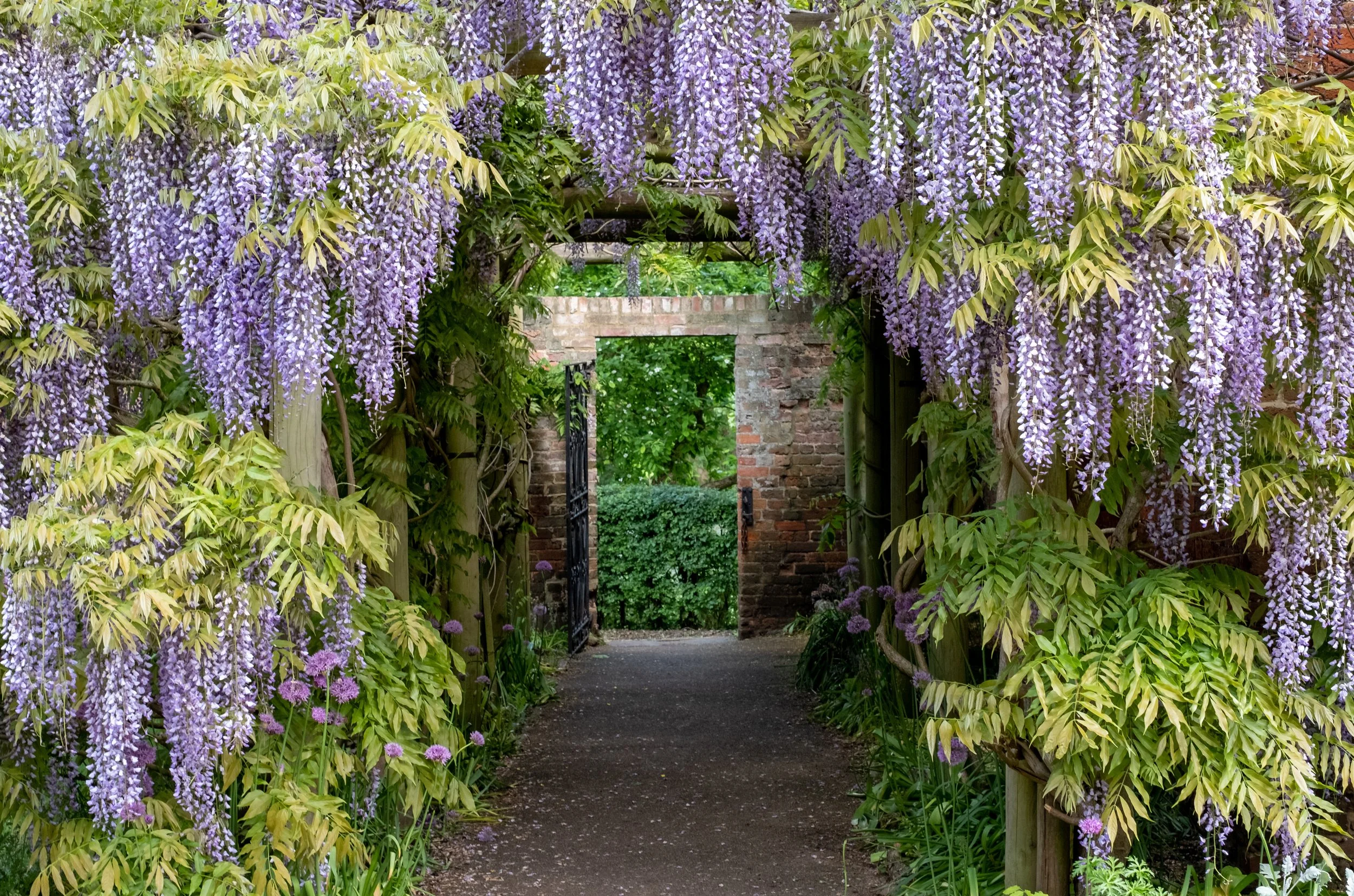 A garden pathway framed by hanging purple wisteria flowers and green foliage, leading to a brick wall with an open black metal gate.