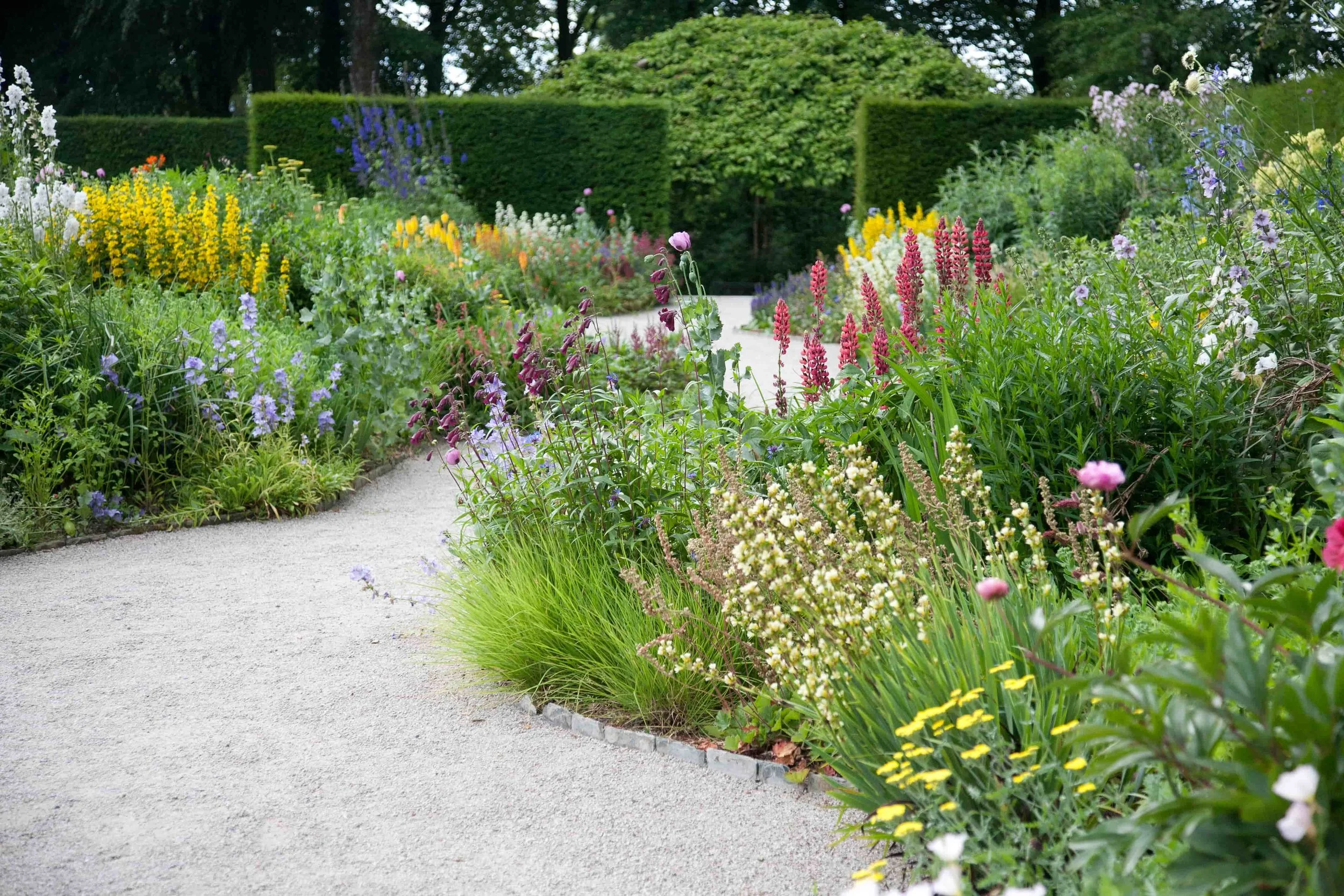 Colourful perennials with a meandering gravel path and tall clipped hedges in a Surrey garden