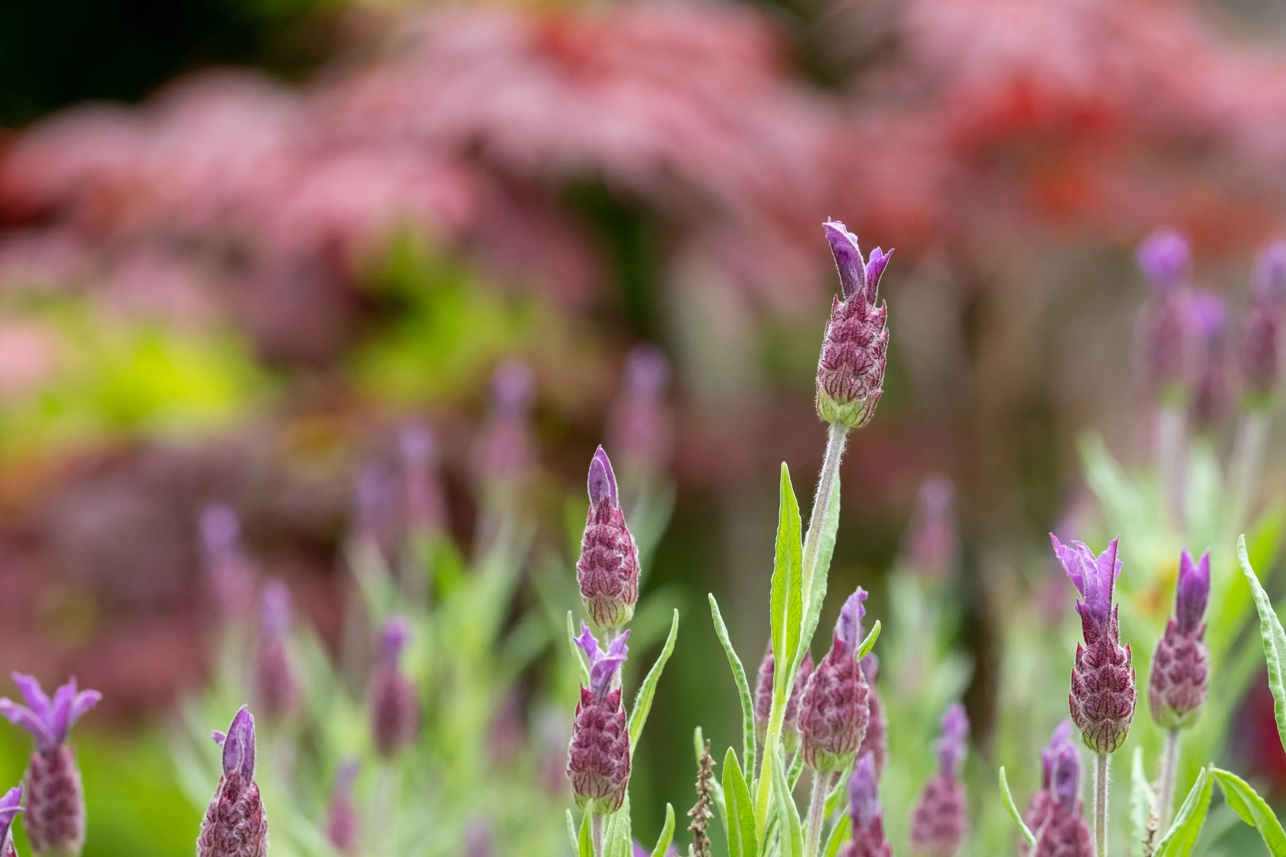 Close-up of purple lavender flowers in a garden with a blurred pink and green background.