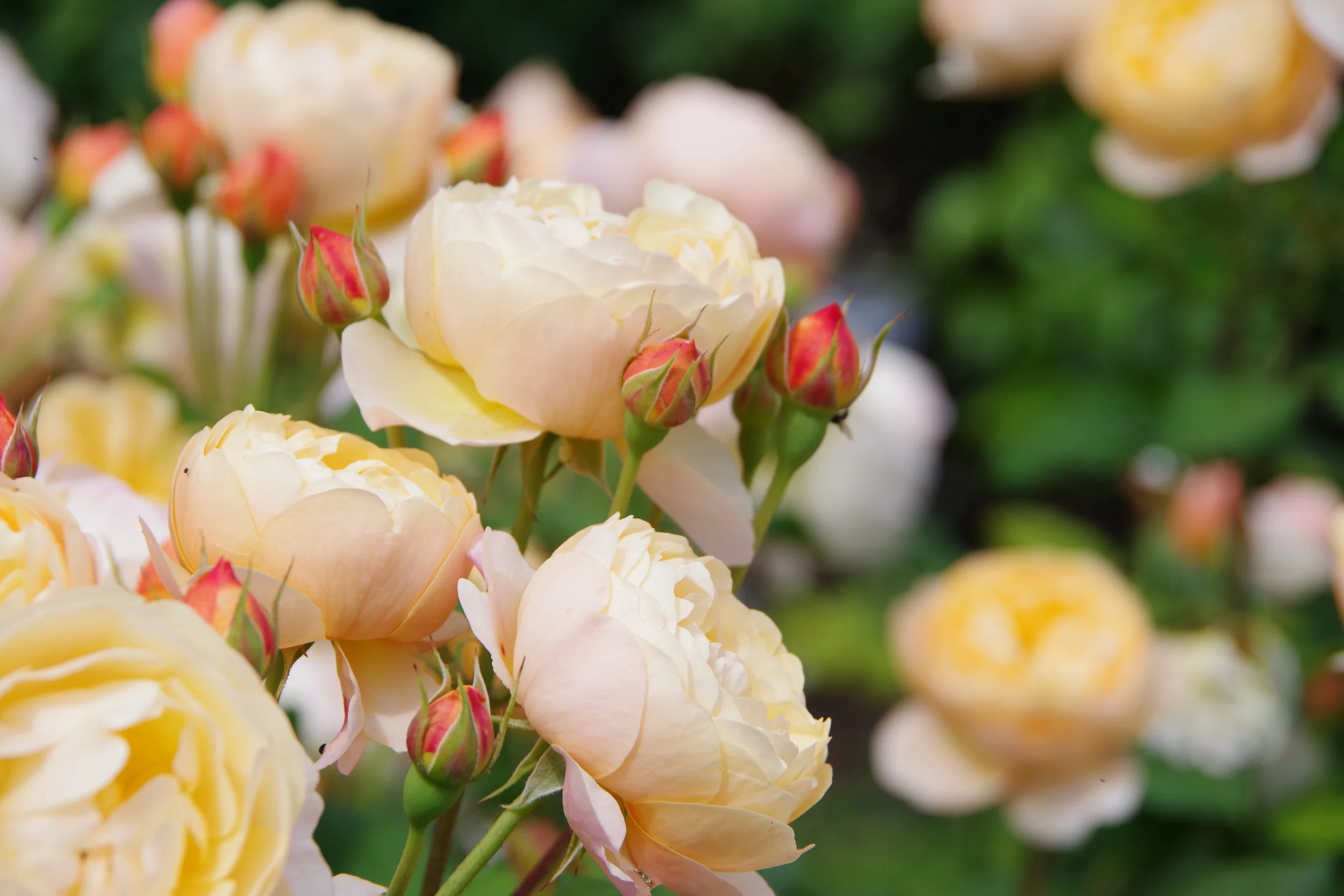 Close-up of light pink and cream-colored roses with rosebuds and green leaves in the background.