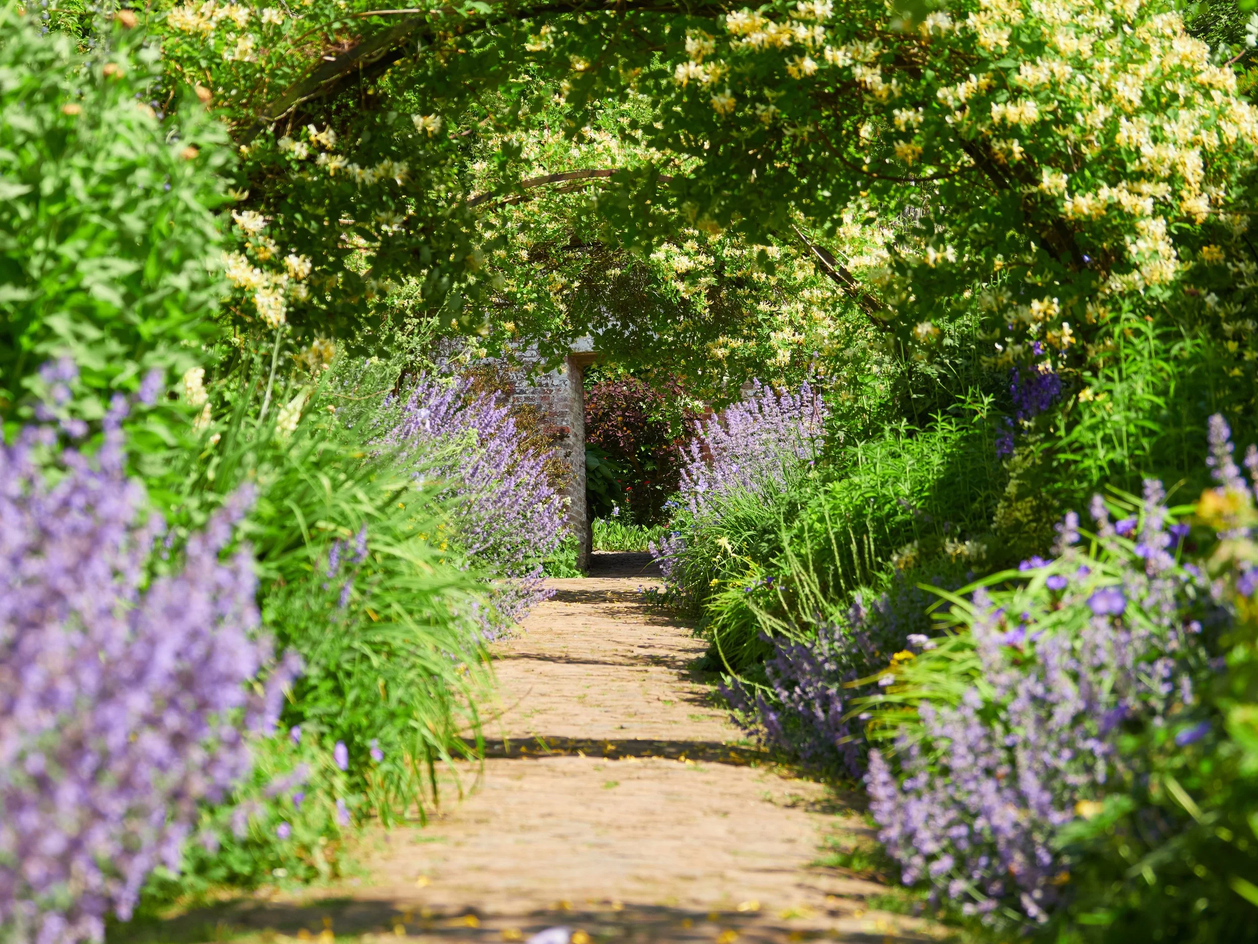 A garden pathway surrounded by lush greenery and purple, yellow, and white flowers, with an archway of trees overhead leading to a distant brick wall.
