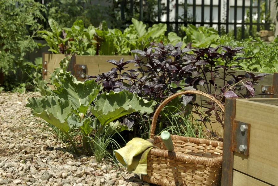 Small vegetable garden with bespoke timber vegetable boxes and herbs set in a gravel path in a London garden