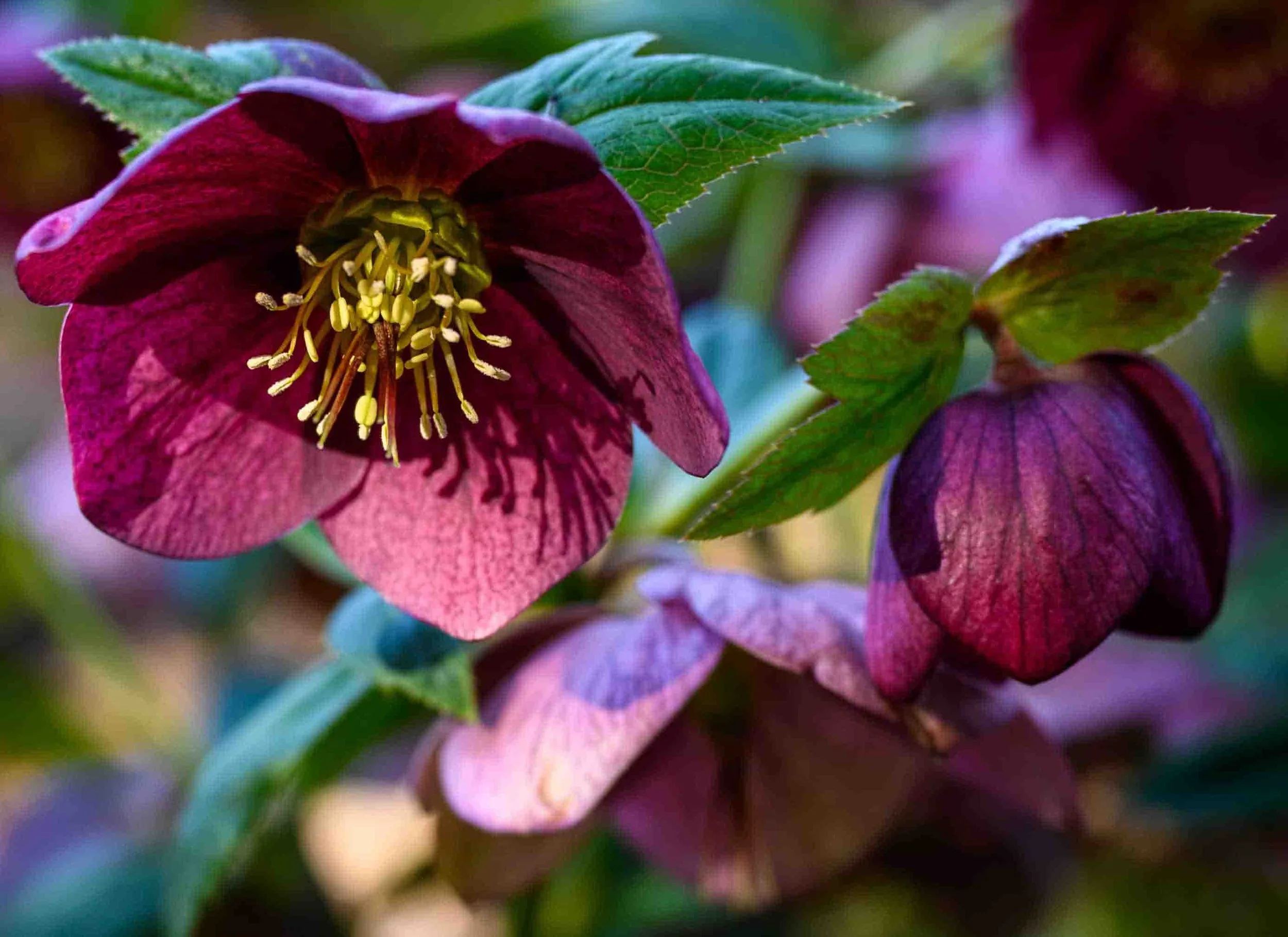 dark purple hellebores flowers