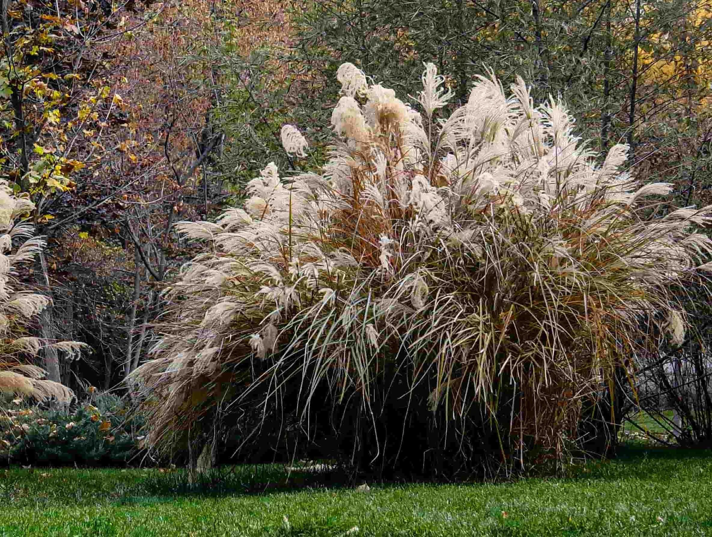 Miscanthus grasses with winter plumes