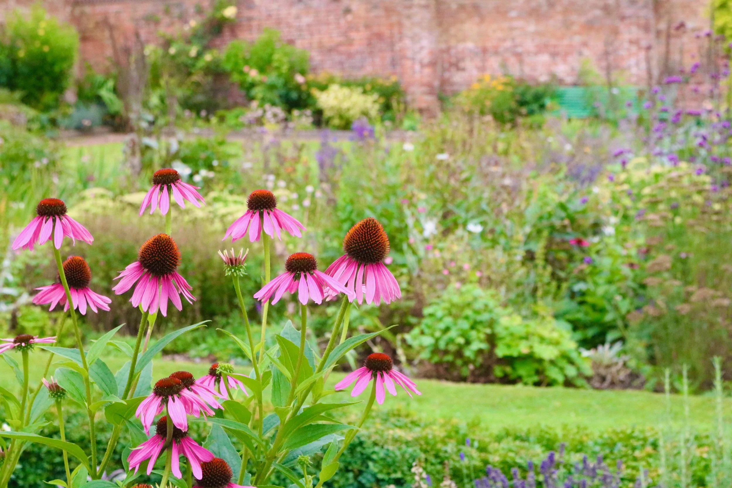 A garden with pink coneflowers in the foreground and a variety of other colorful flowers and green plants in the background, along with a brick wall and some trees.
