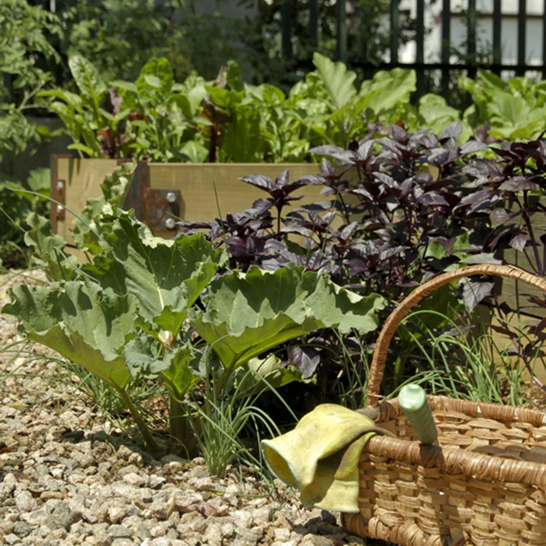 A garden with various leafy vegetables, including purple and green leaves, with a woven basket in the foreground and a wooden raised bed in the background.