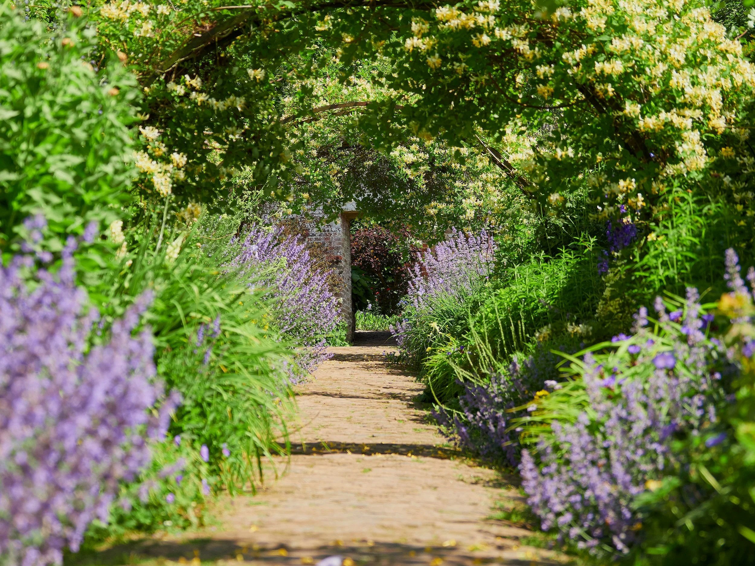 A garden path surrounded by lush green bushes and vibrant purple and yellow flowers, creating a serene, tunnel-like effect.