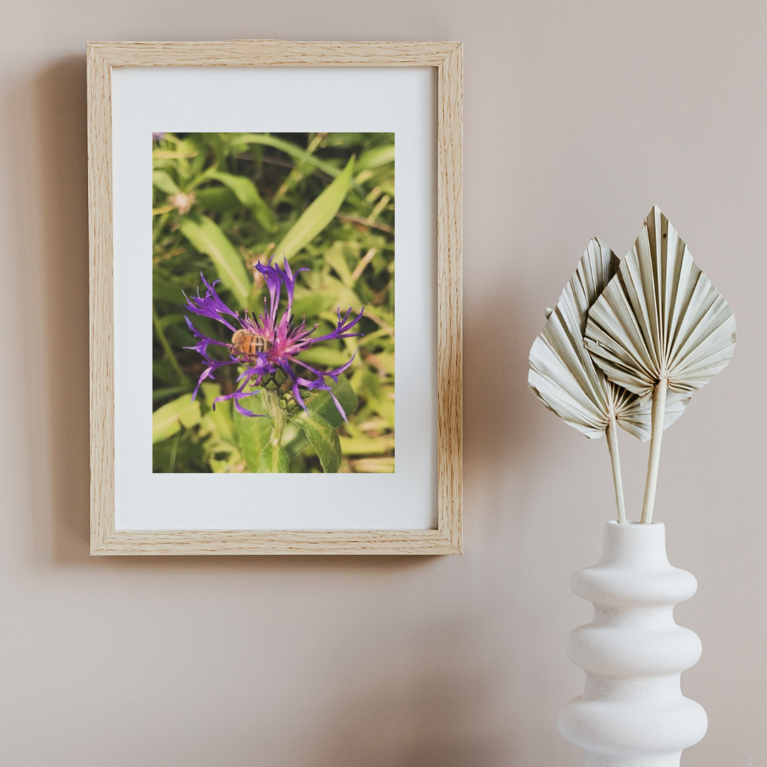 Mountain Bluet New.png