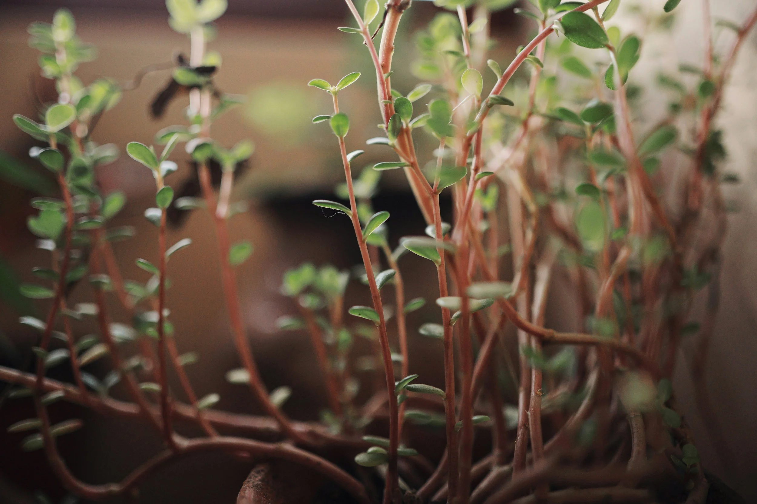 Close-up of a potted plant with small green leaves and thin reddish stems.