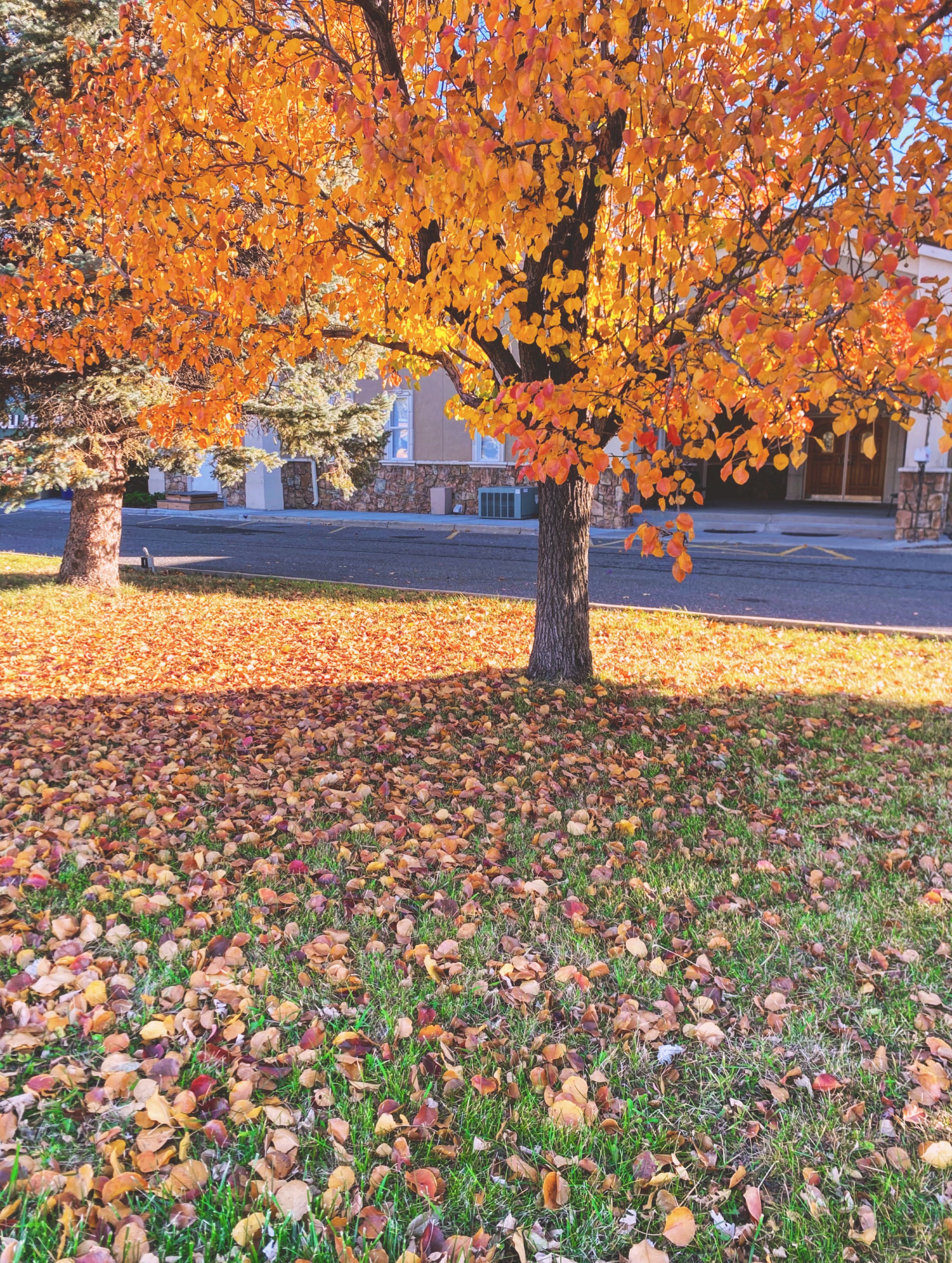 Nature Photography Bundle - 5 Pack