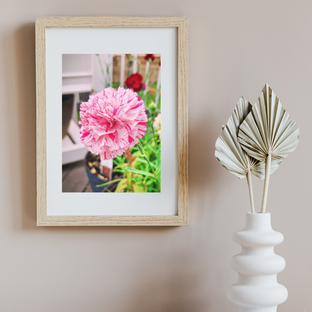 Pink-White Carnation.png