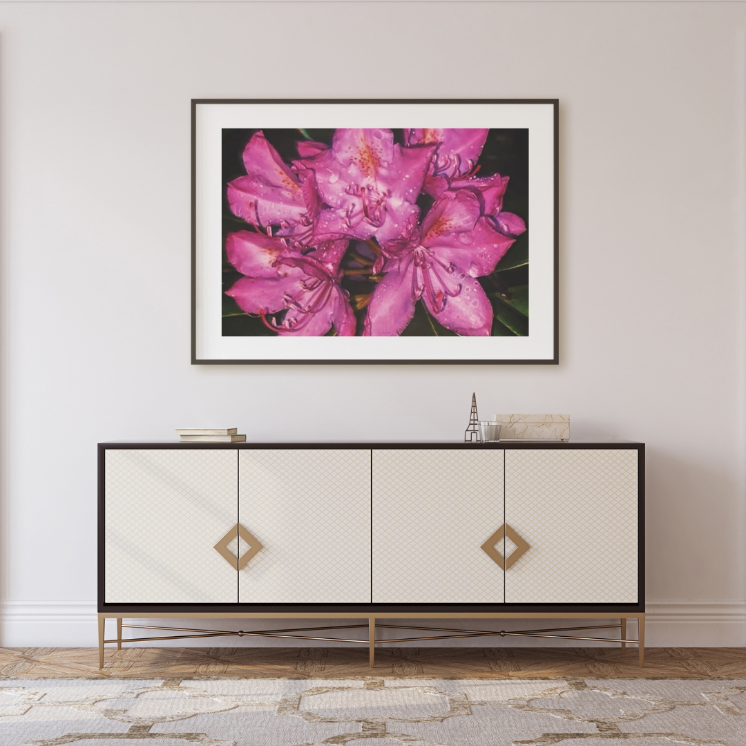 Purple Rhod. New.png