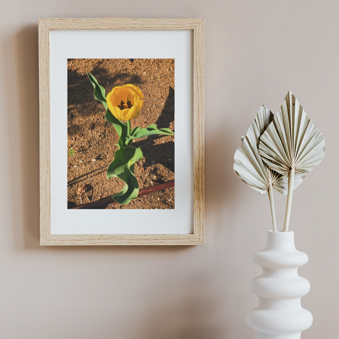 Yellow tulip new.png