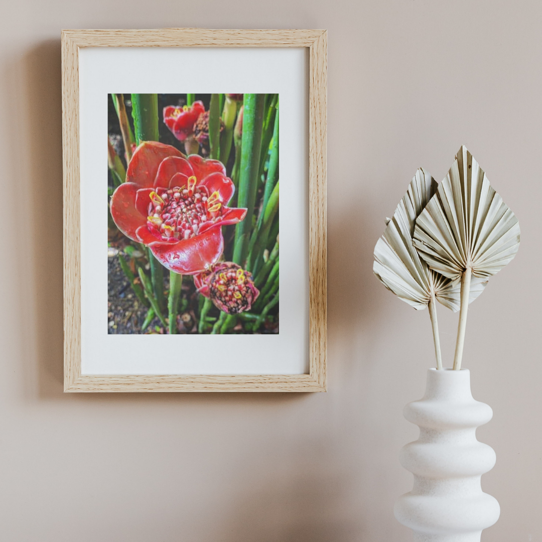 Ginger Torch - New.png