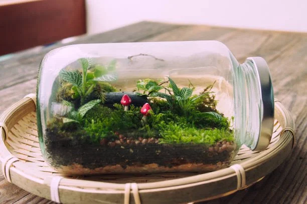 Mini Terrarium