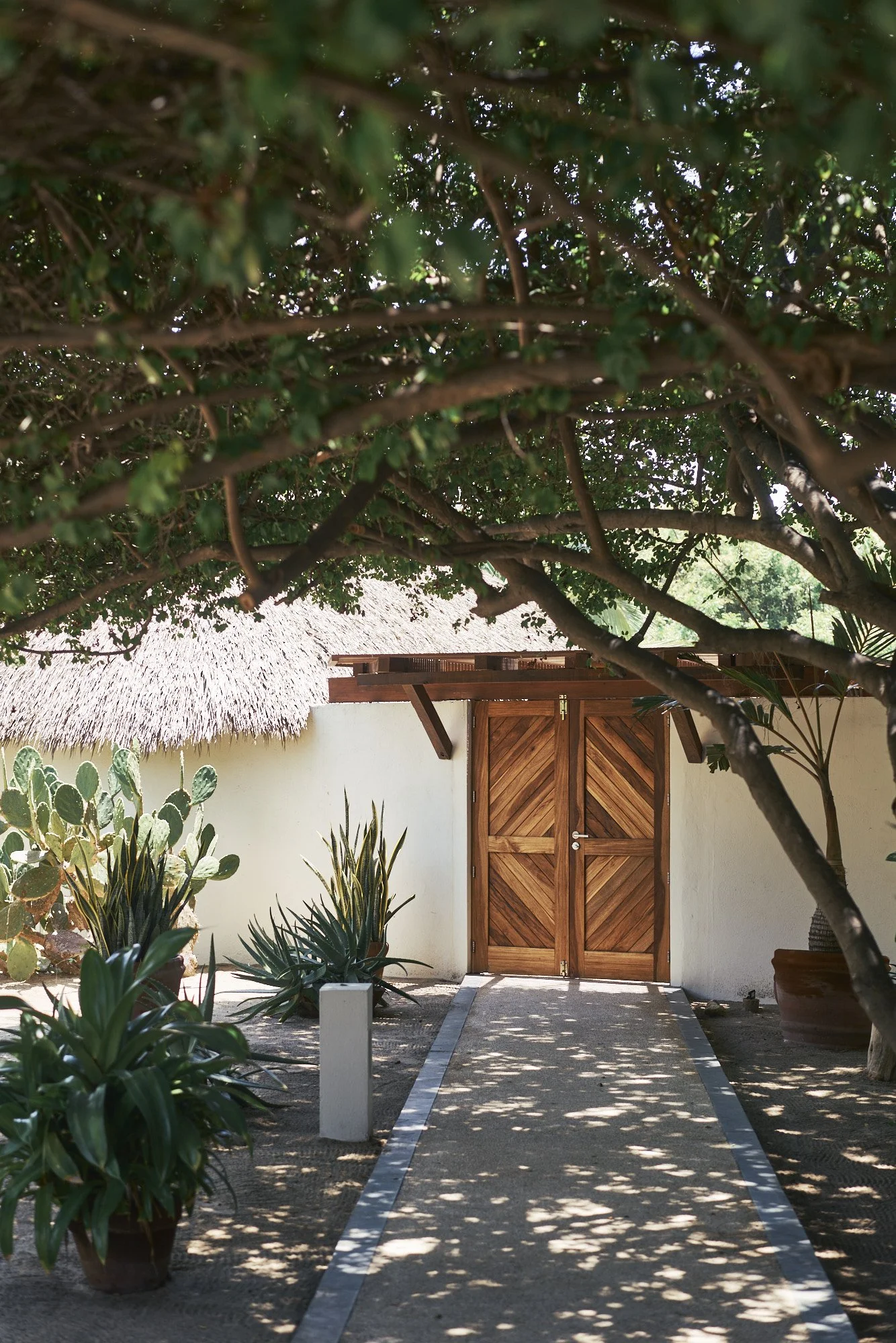 Puerta de madera en un muro blanco, rodeada de plantas y árboles con sombra, en un ambiente exterior.