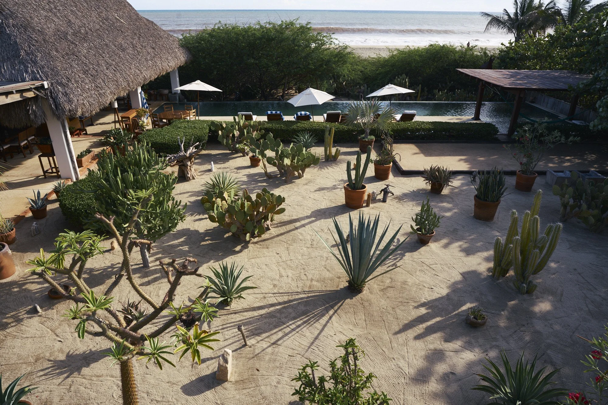 Jardín con cactus y plantas suculentas, vista hacia una alberca y la playa, con sombrillas y áreas de descanso.