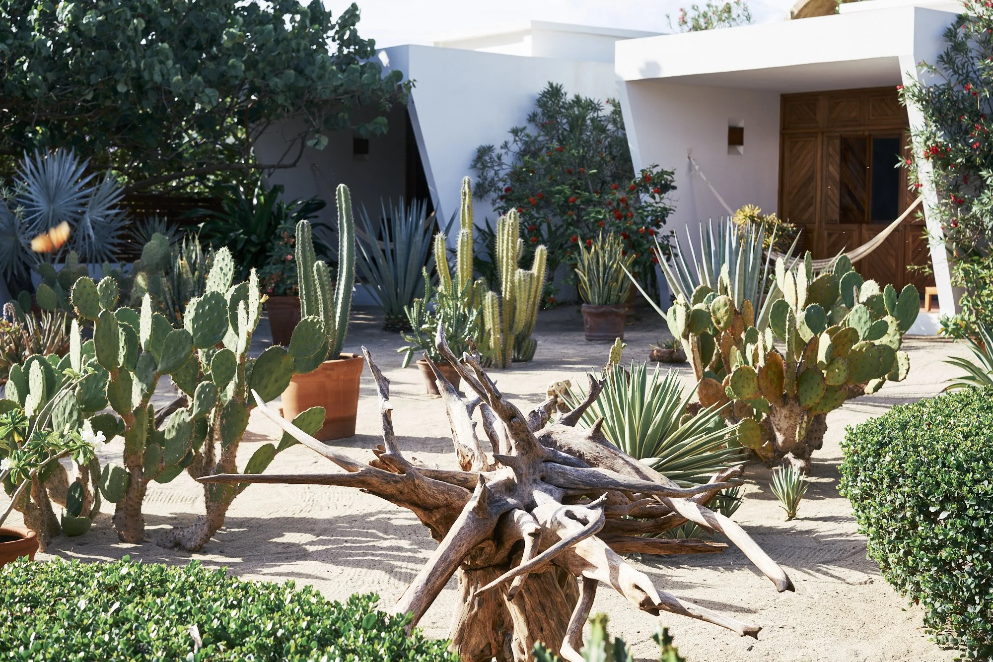 Jardín de cactus y plantas suculentas en macetas de barro, con casa moderna en el fondo.