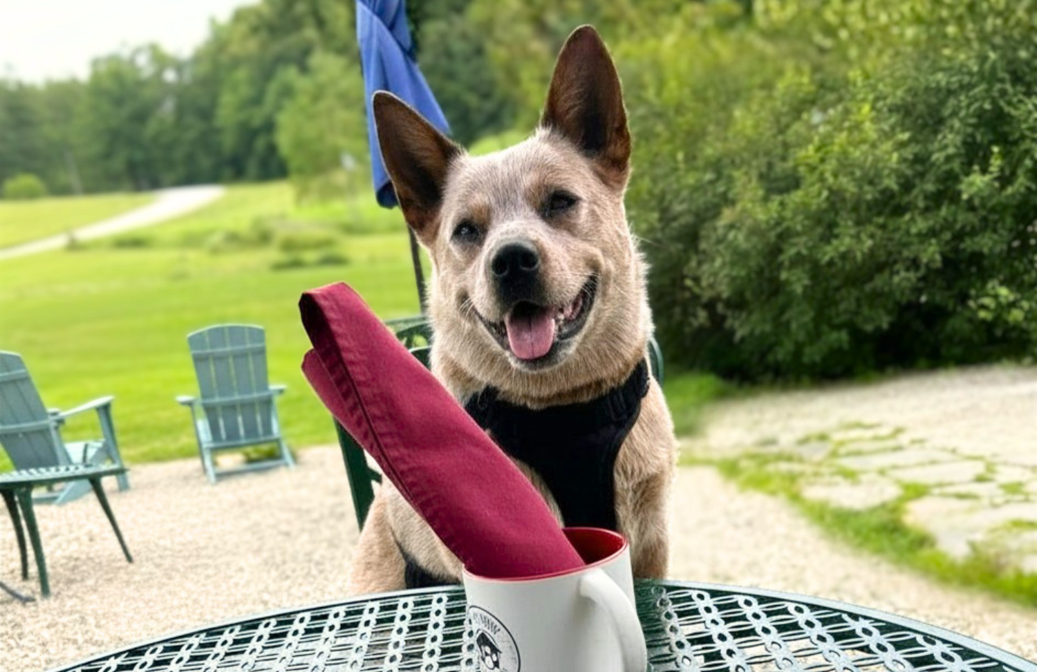 Dog guest enjoying breakfast at dog-friendly Paw House Inn