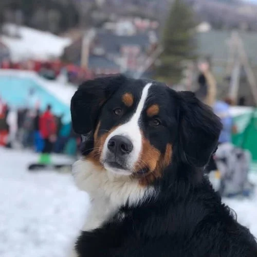 Close-up of a Bernese Mountain Dog outdoors in a snowy area