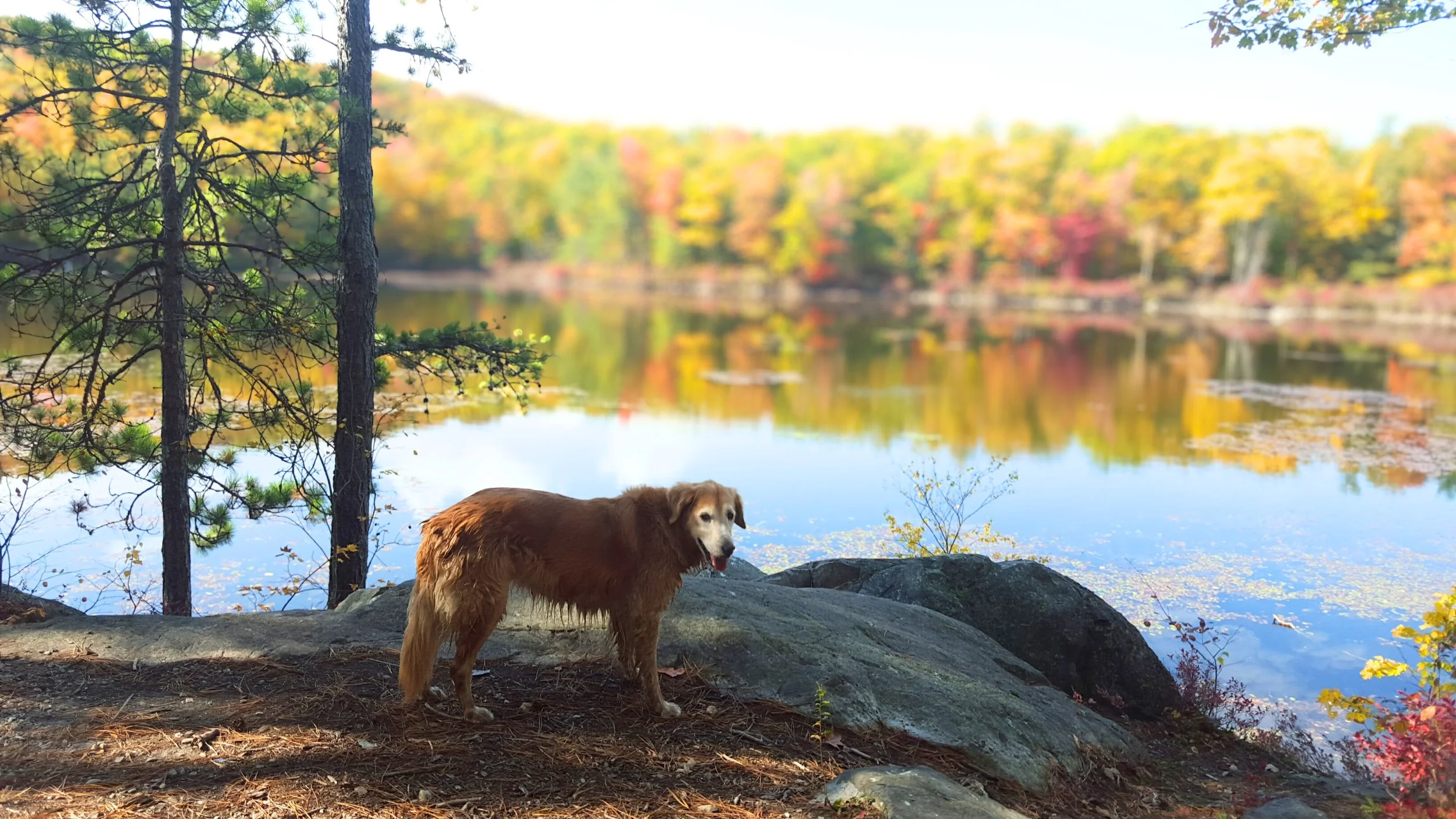 Pine Hill Park, Rutland Vermont