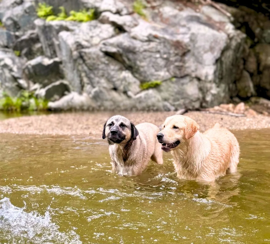 Sacred Pools at Bartlett Falls