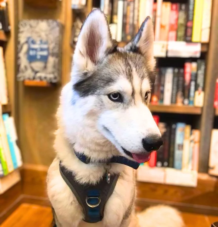 A young Siberian Husky puppy with blue eyes, sitting indoors in front of a bookshelf filled with books.